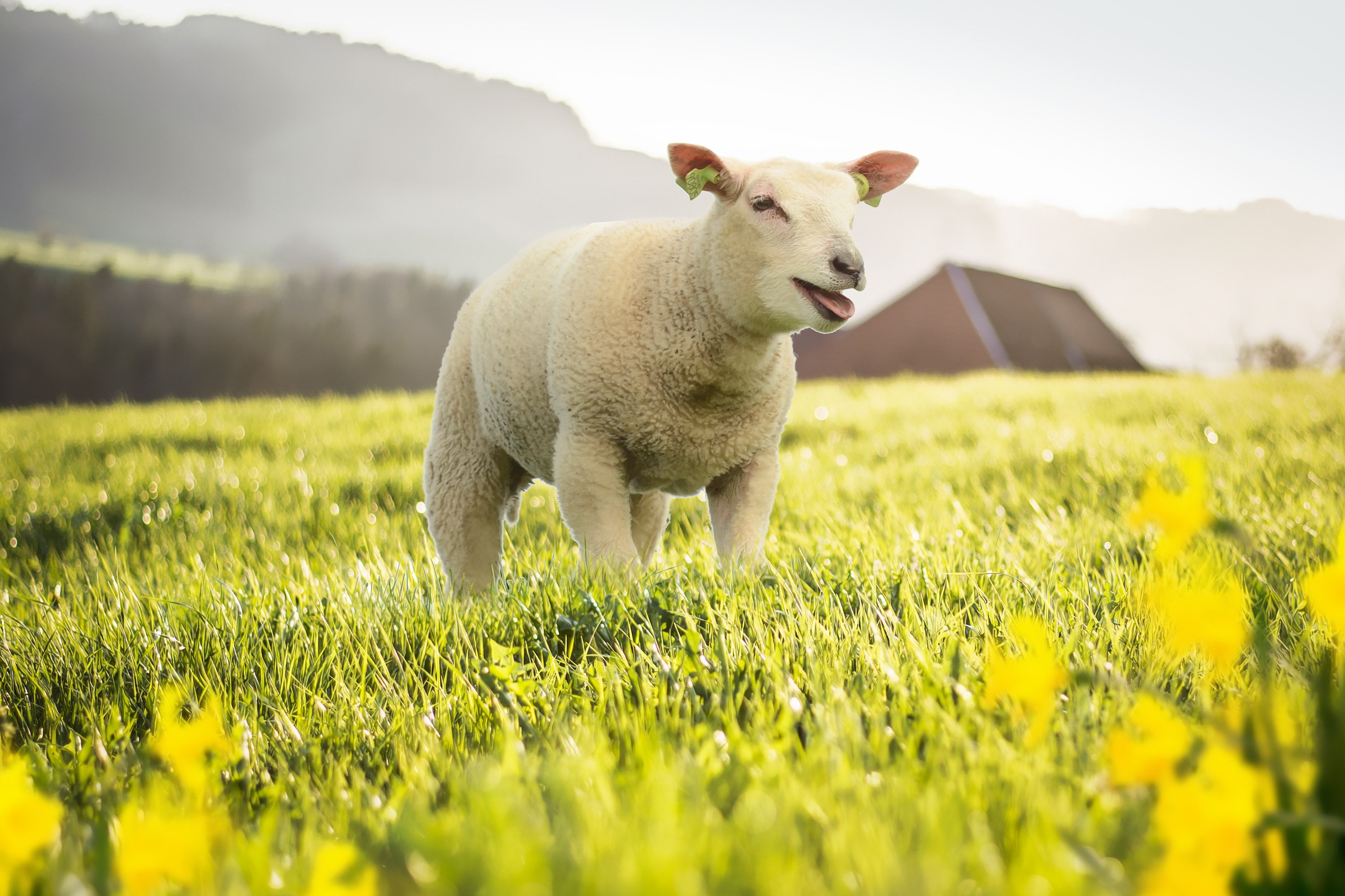 Download mobile wallpaper Grass, Animal, Sheep, Baby Animal for free.