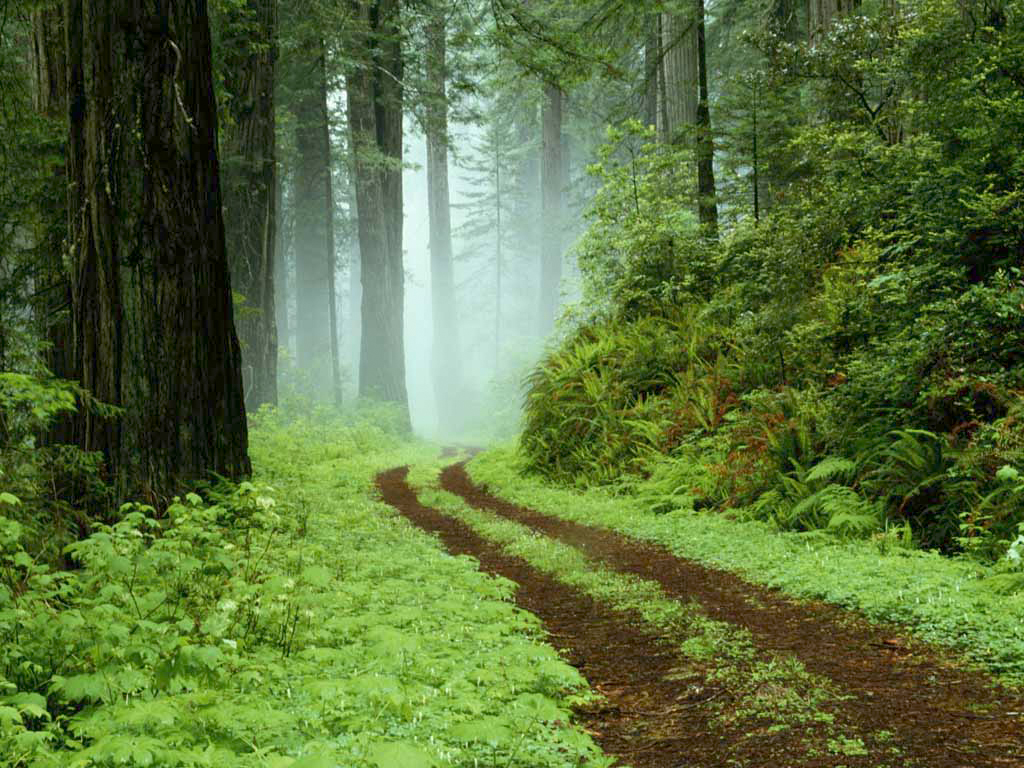 green, forest, path, earth