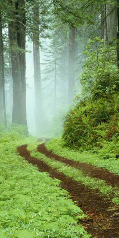 Fondos de pantalla de Sendero para celular, gratis del teléfono 4K