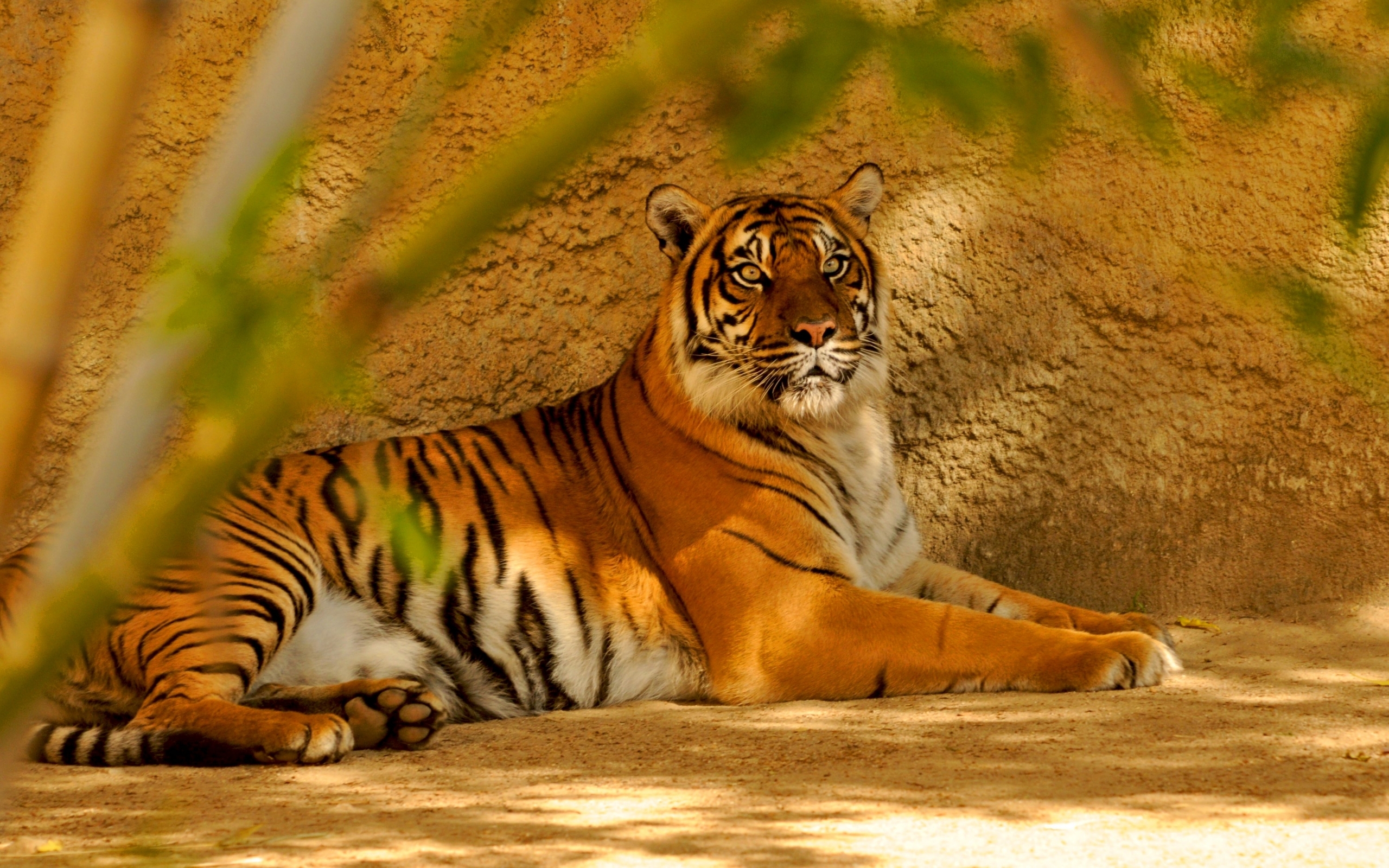 tigers, animals, orange 8K