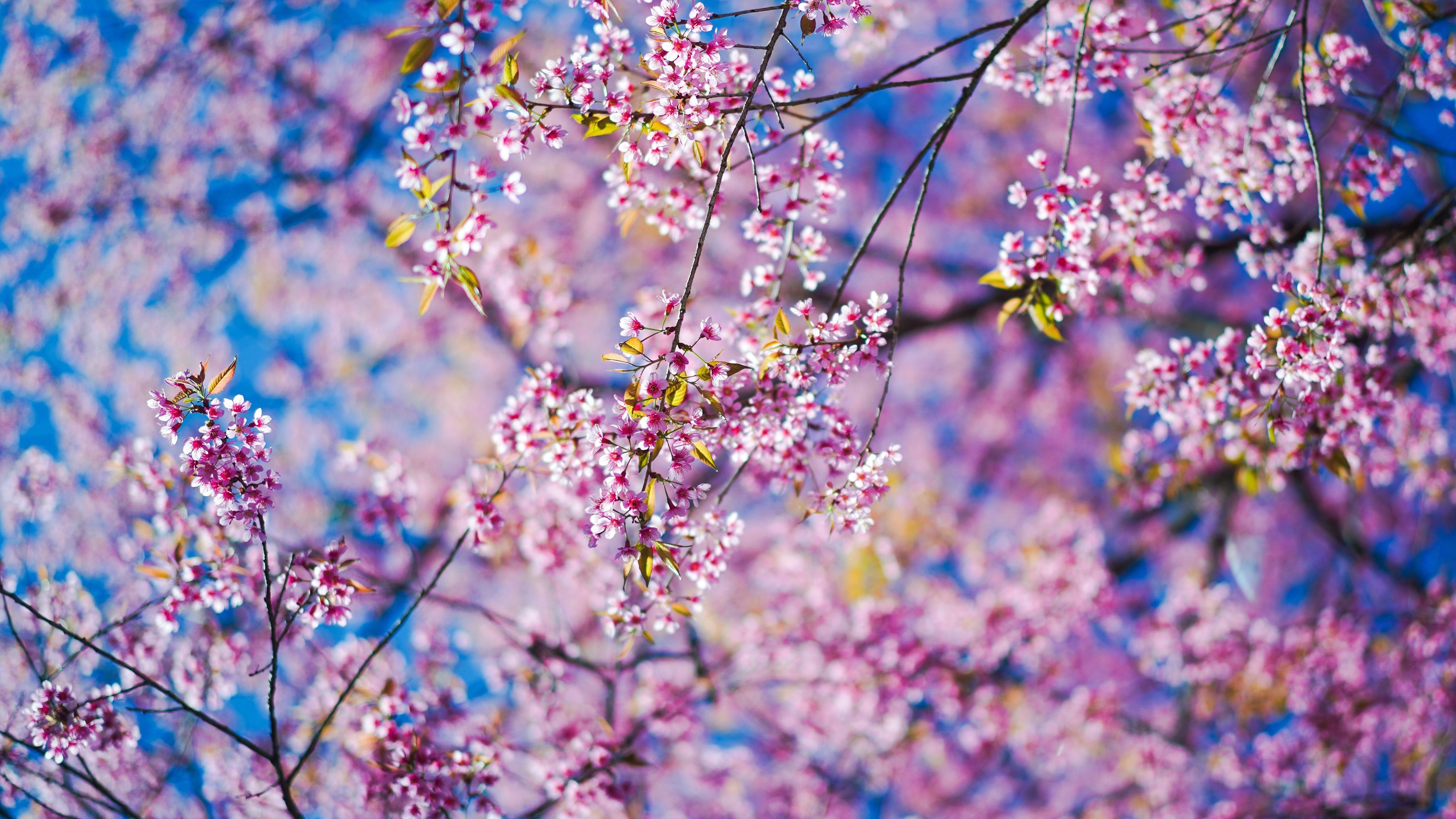Download mobile wallpaper Flowers, Flower, Earth, Spring, Blossom for free.