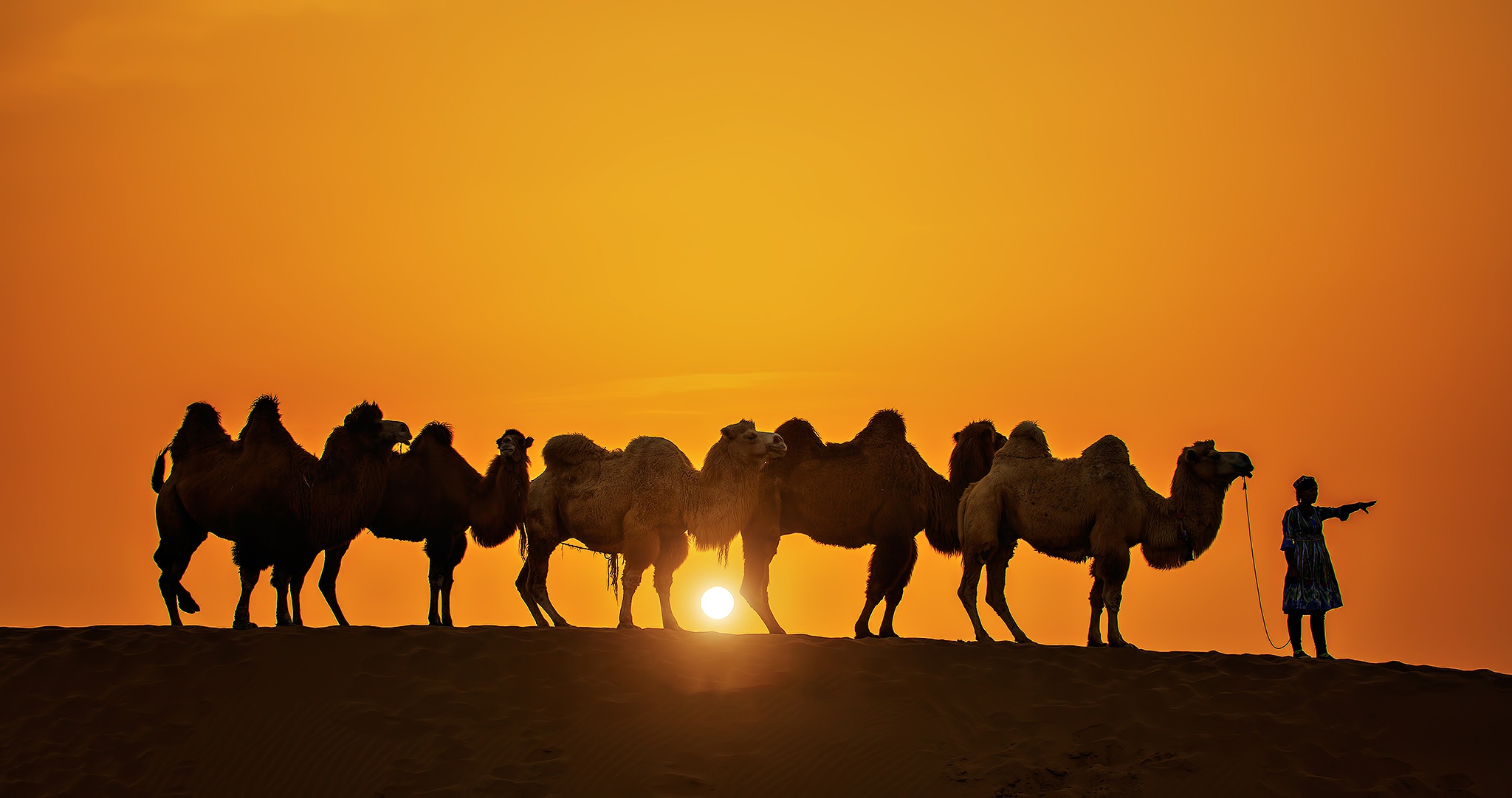985323 Bild herunterladen tiere, kamel, wohnwagen, silhouette, sonne, sonnenuntergang - Hintergrundbilder und Bildschirmschoner kostenlos