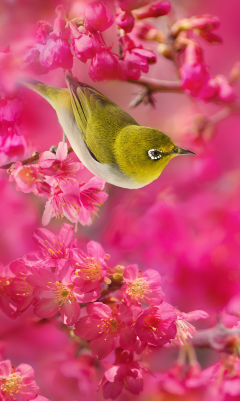 Handy-Wallpaper Tiere, Natur, Vögel, Rosa, Sakura, Vogel, Ast, Zweig, Japanbrillenvogel kostenlos herunterladen.