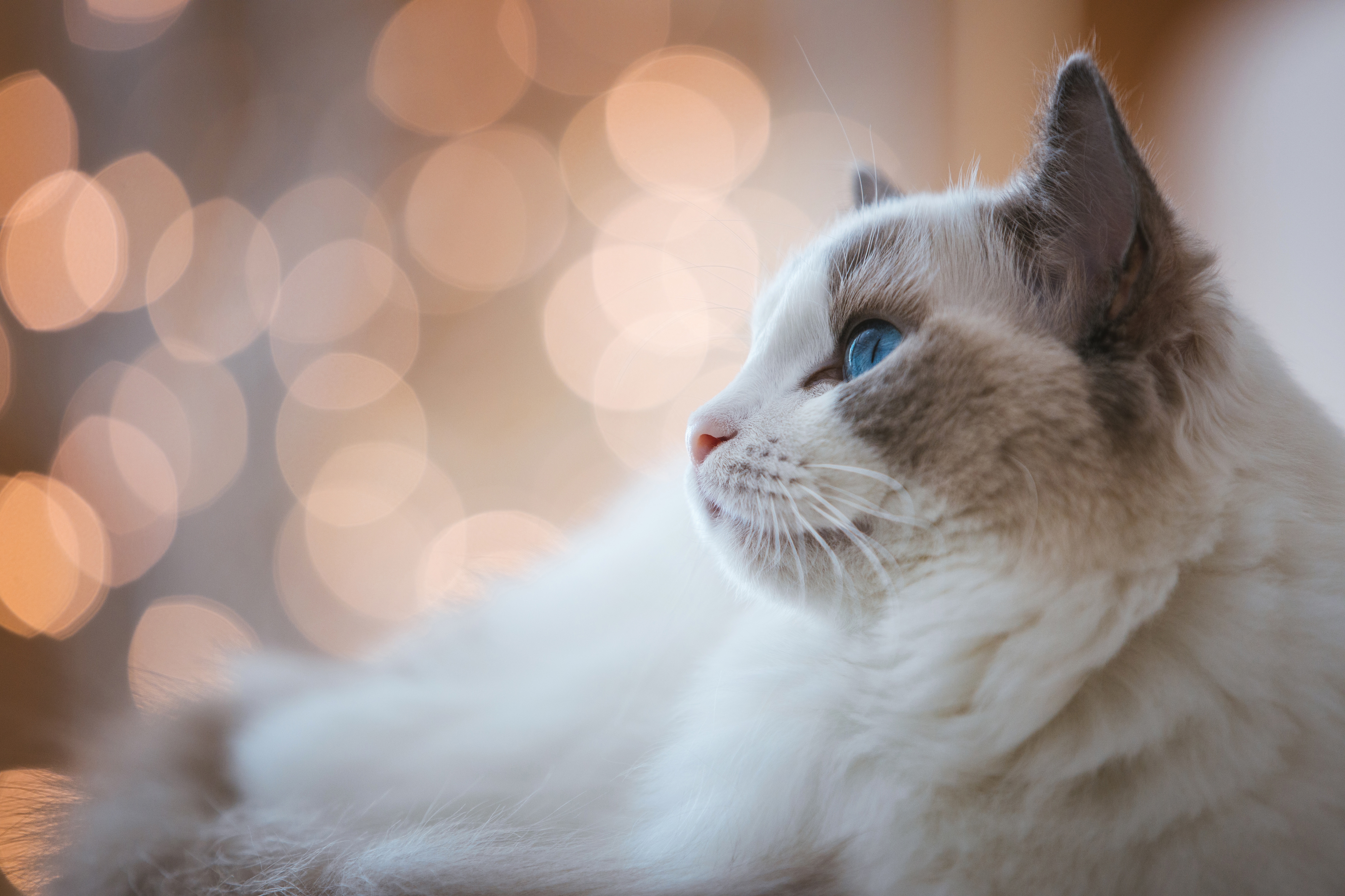 Download mobile wallpaper Cats, Cat, Animal, Bokeh for free.