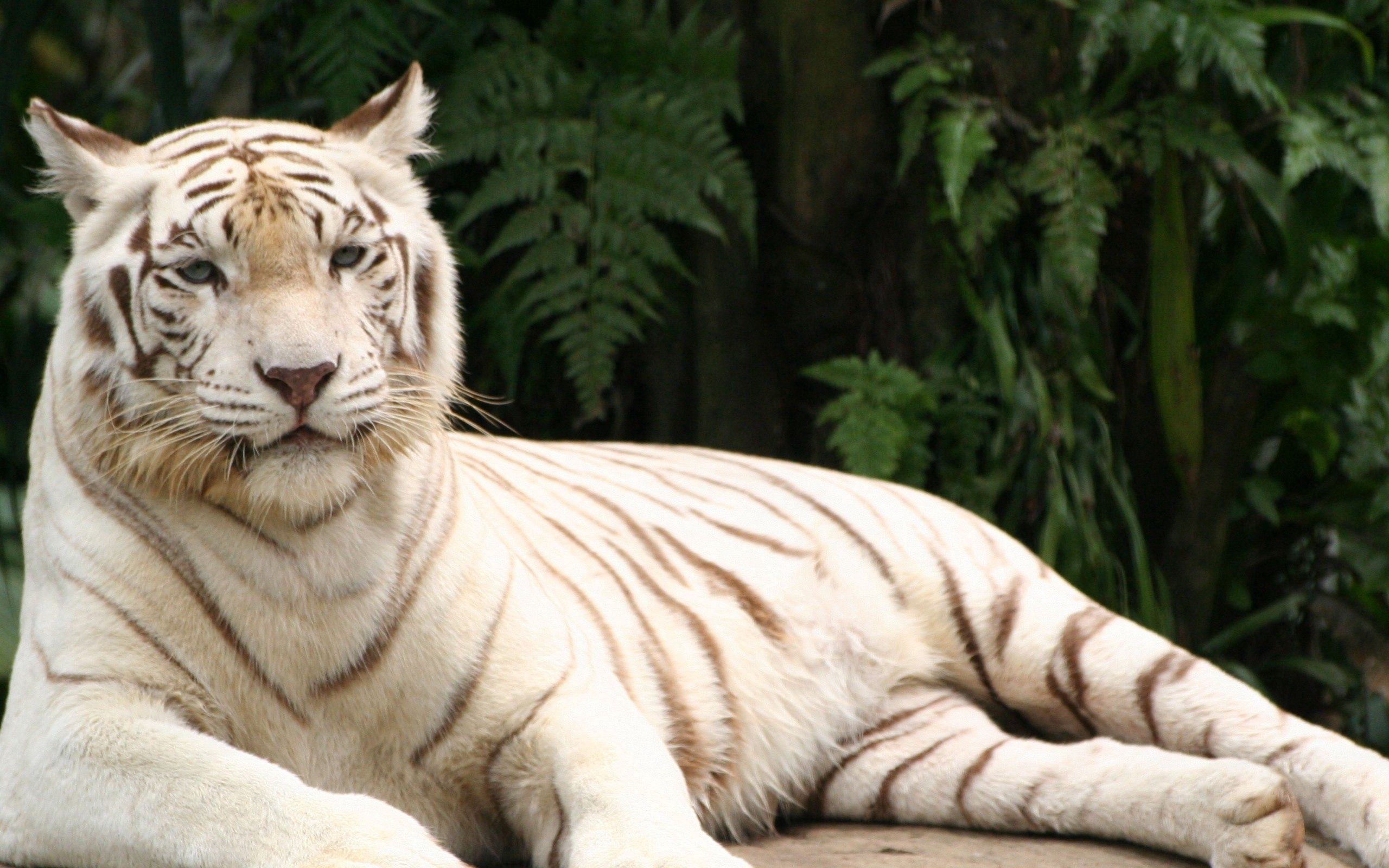 striped, animals, to lie down, lie, predator, tiger, albino