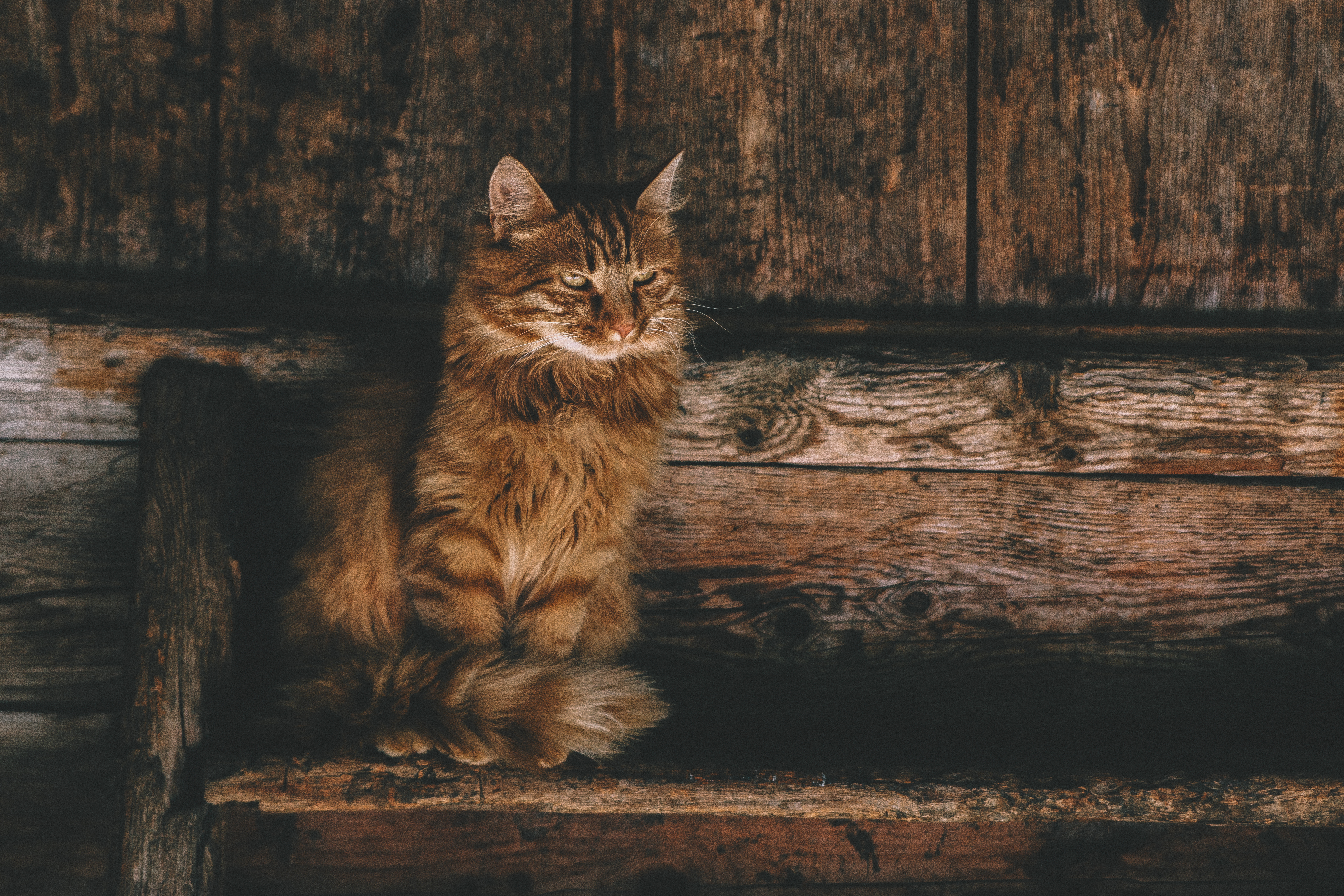 Téléchargez gratuitement l'image Animaux, Chats, Chat sur le bureau de votre PC