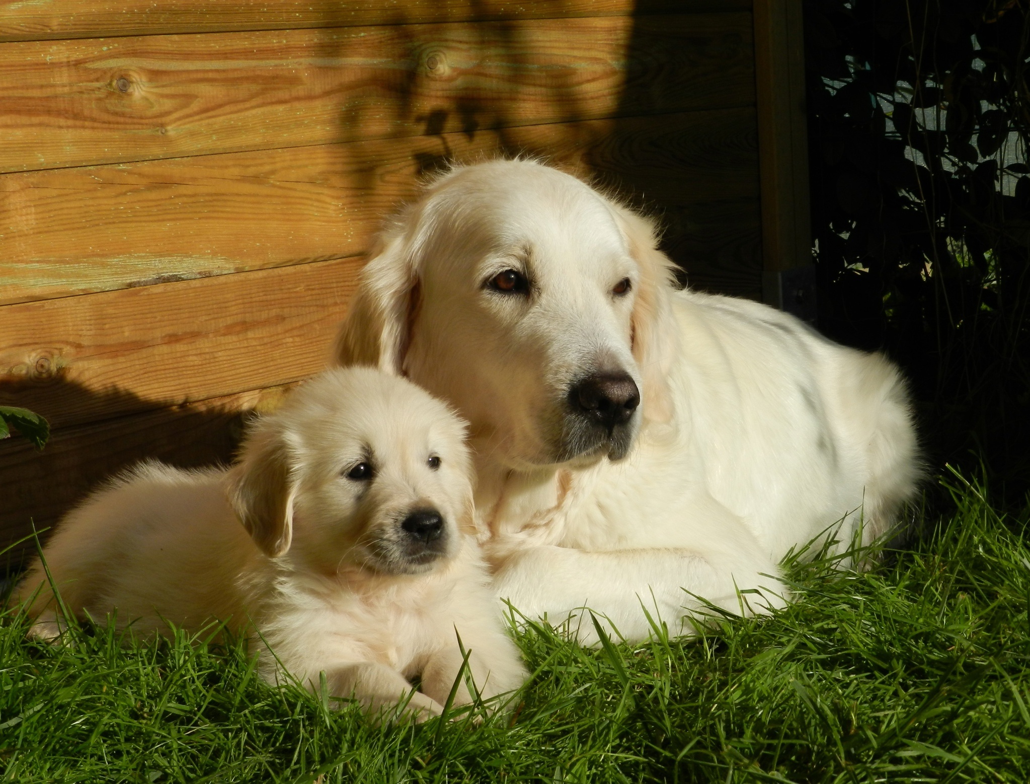 Baixar papel de parede para celular de Animais, Cães, Cão, Golden Retriever, Deitado, Filhote gratuito.