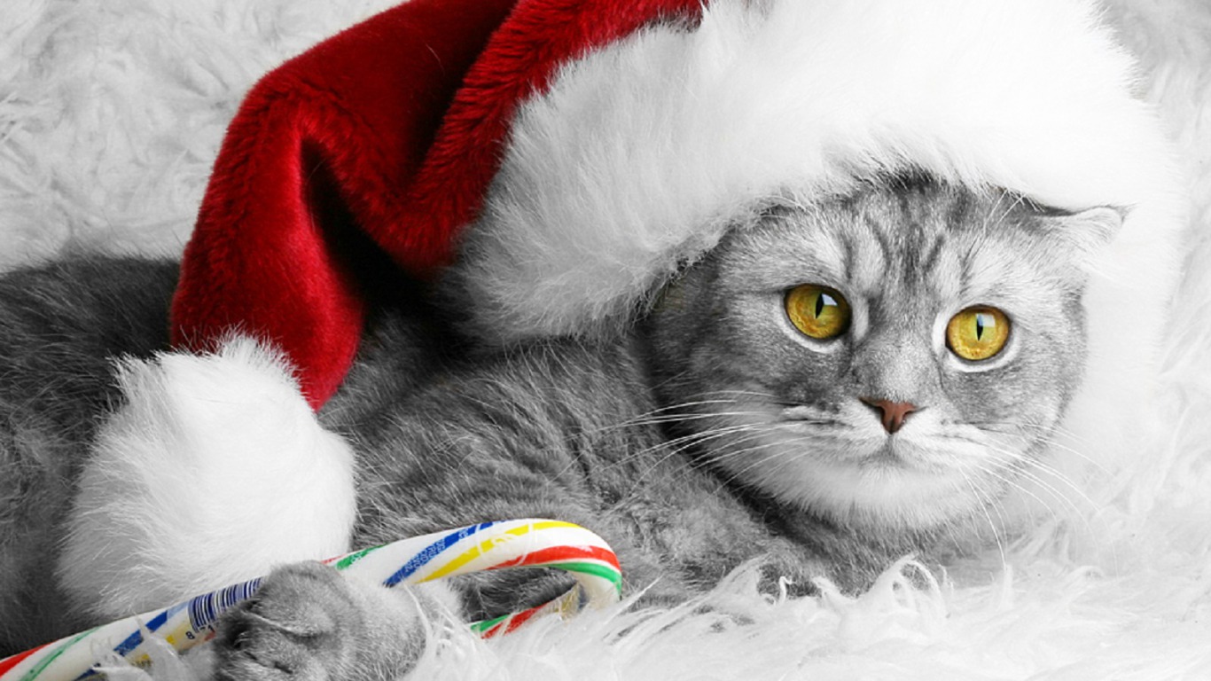 Download mobile wallpaper Cat, Cats, Animal for free.