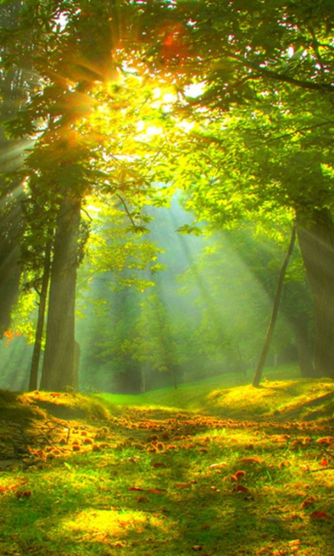 Download mobile wallpaper Sun, Forest, Tree, Fall, Earth, Sunlight, Sunbeam, Sunshine, Sunbean for free.