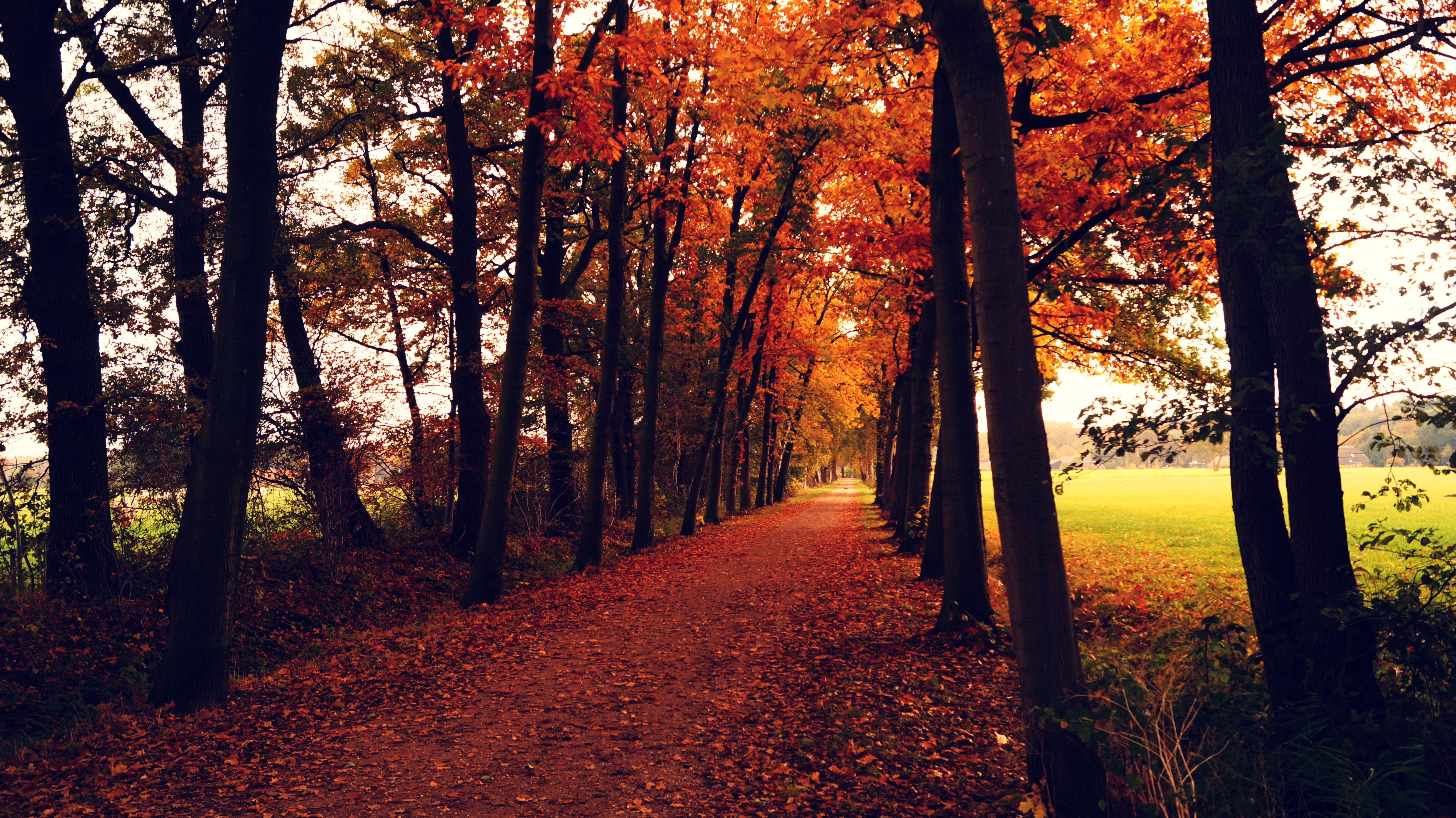 Скачать обои бесплатно Природа, Осень, Дорога, Дерево, Сделано Человеком, Обсаженный Деревьями картинка на рабочий стол ПК