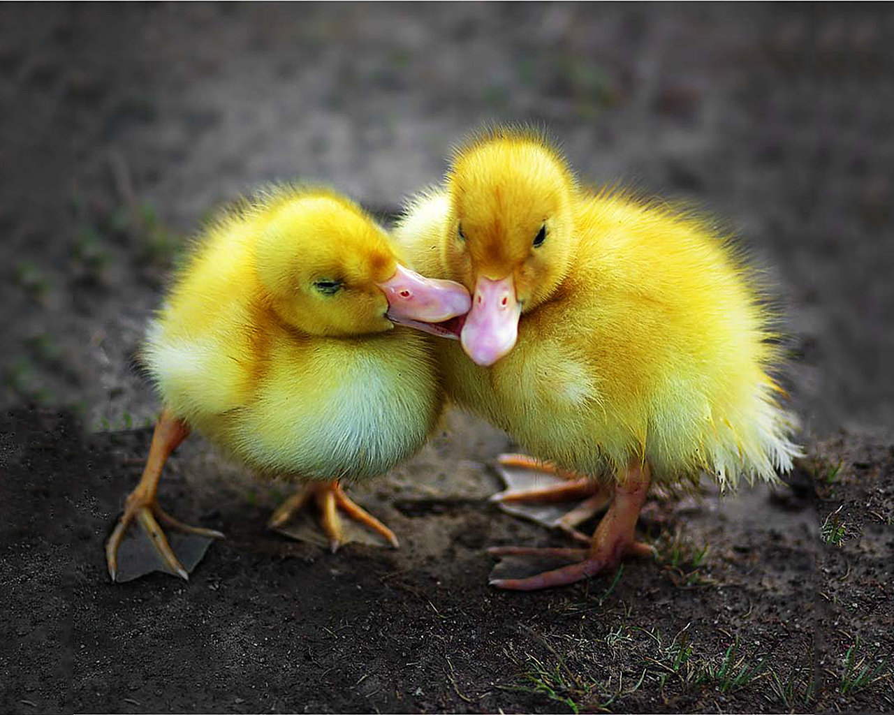 Laden Sie das Tiere, Ente-Bild kostenlos auf Ihren PC-Desktop herunter