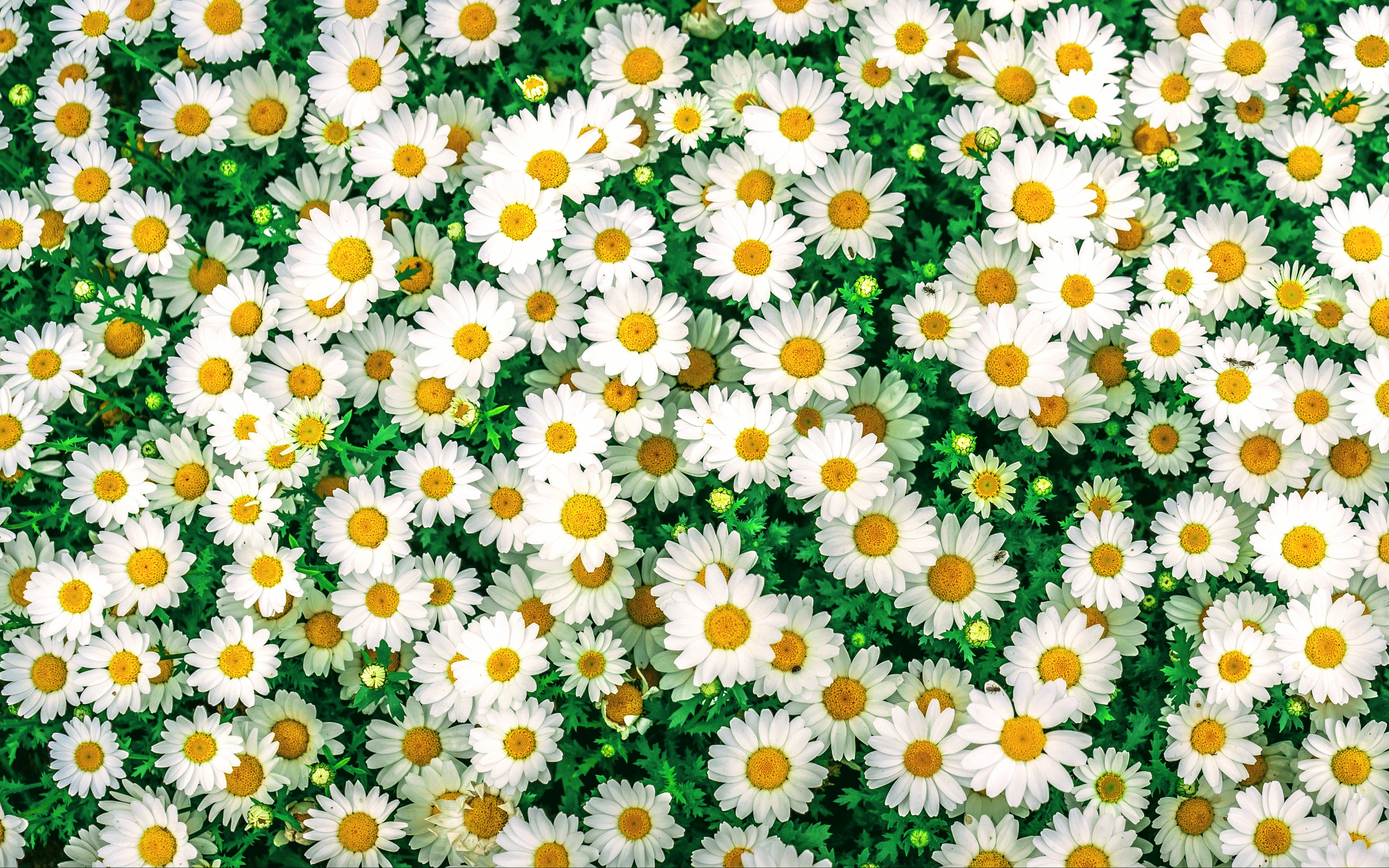 Téléchargez gratuitement l'image Fleurs, Camomille, Marguerite, Terre/nature sur le bureau de votre PC