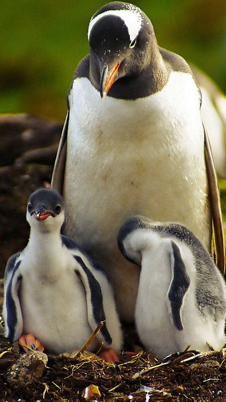 Descarga gratuita de fondo de pantalla para móvil de Animales, Pingüino, Polluelo, Aves.