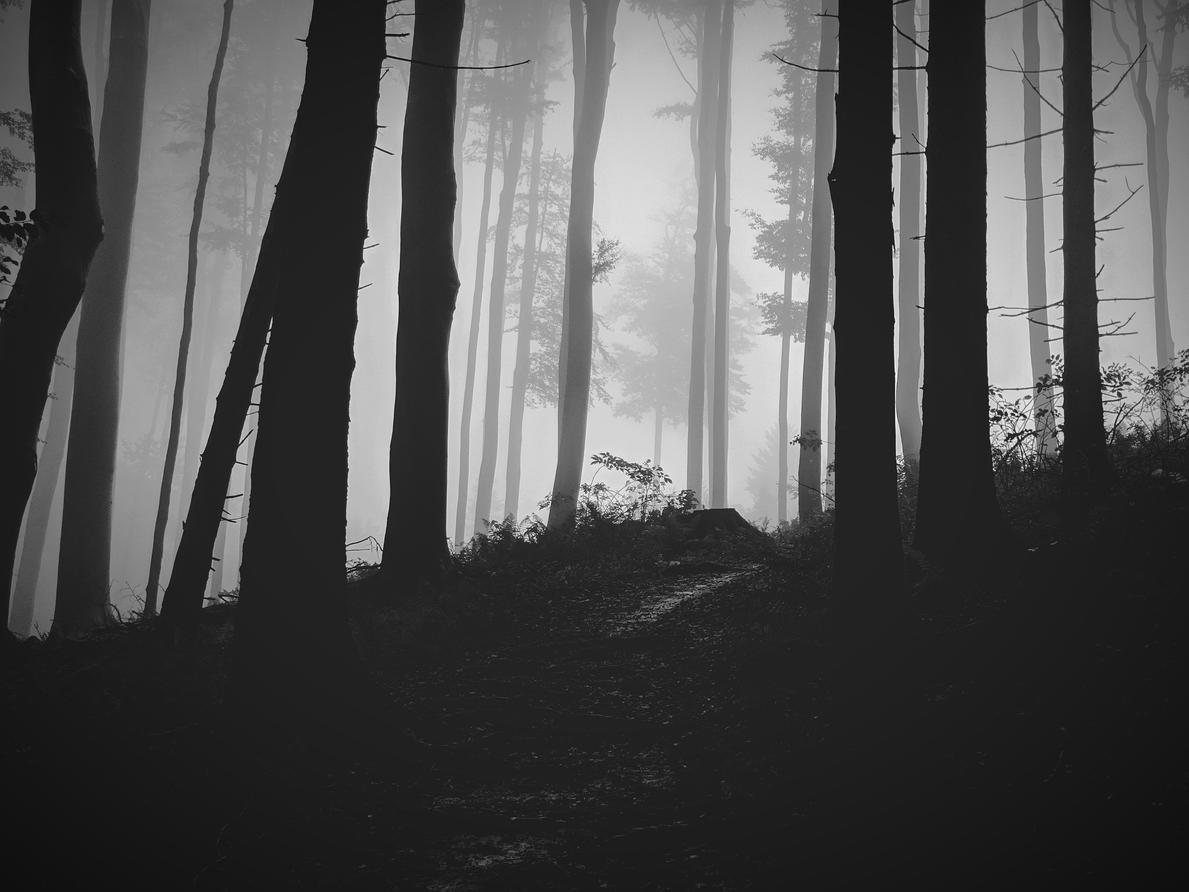Free download wallpaper Nature, Trees, Bw, Chb, Forest, Fog on your PC desktop