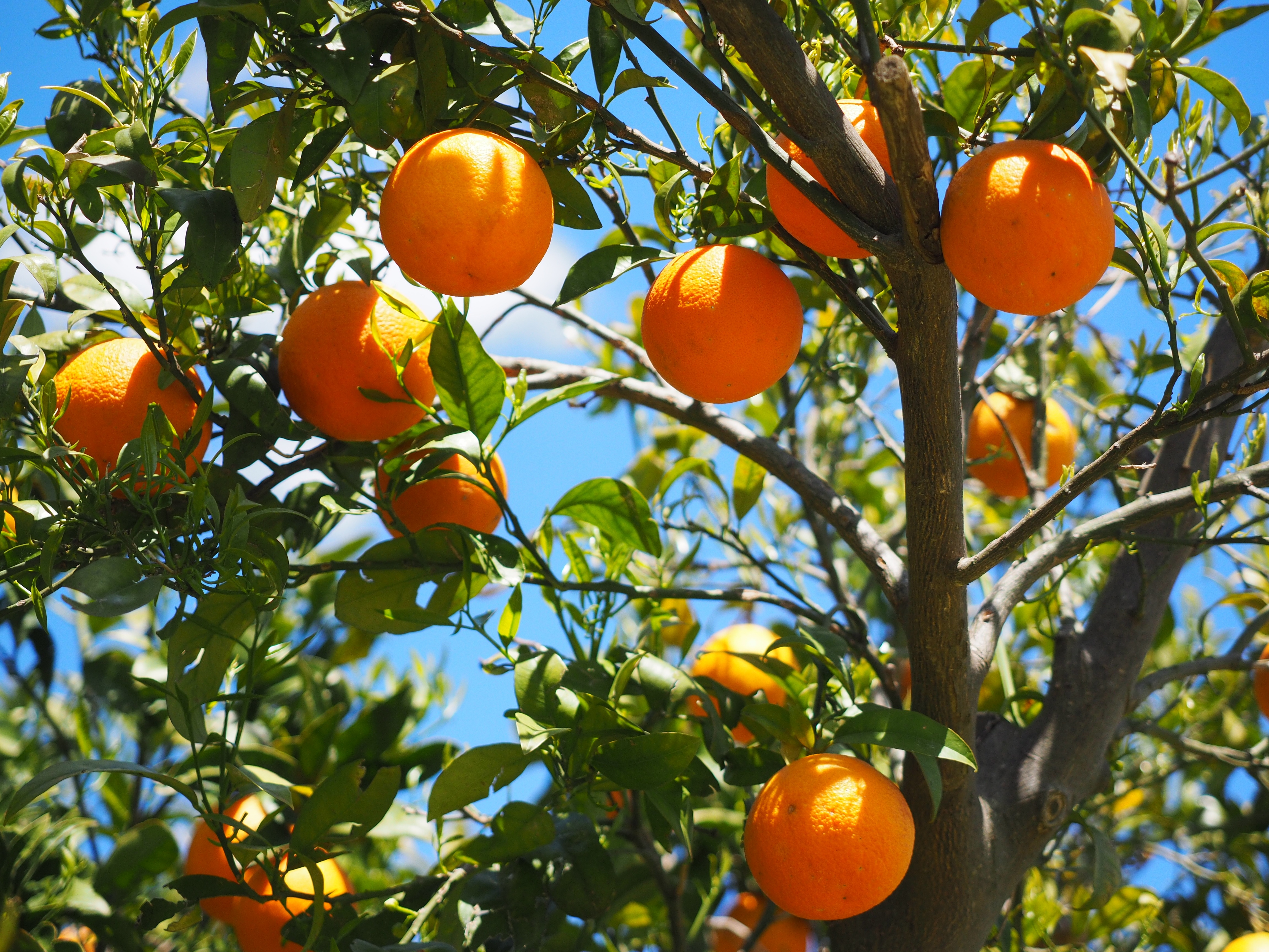 81234 скачать обои фрукты, цитрусы, апельсины, апельсиновое дерево, еда, оранжевые - заставки и картинки бесплатно