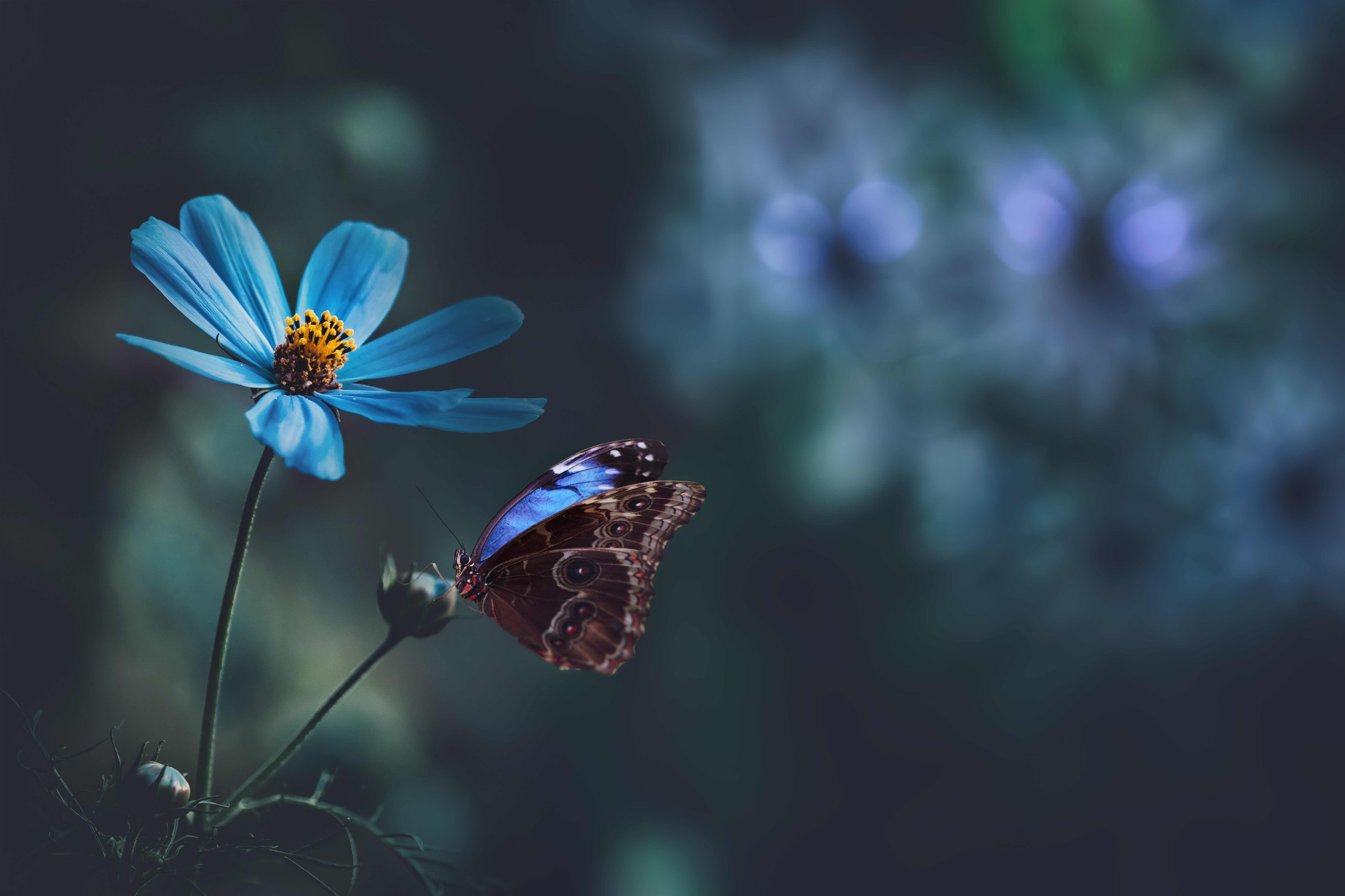 Handy-Wallpaper Tiere, Schmetterlinge, Makro, Blaue Blume kostenlos herunterladen.