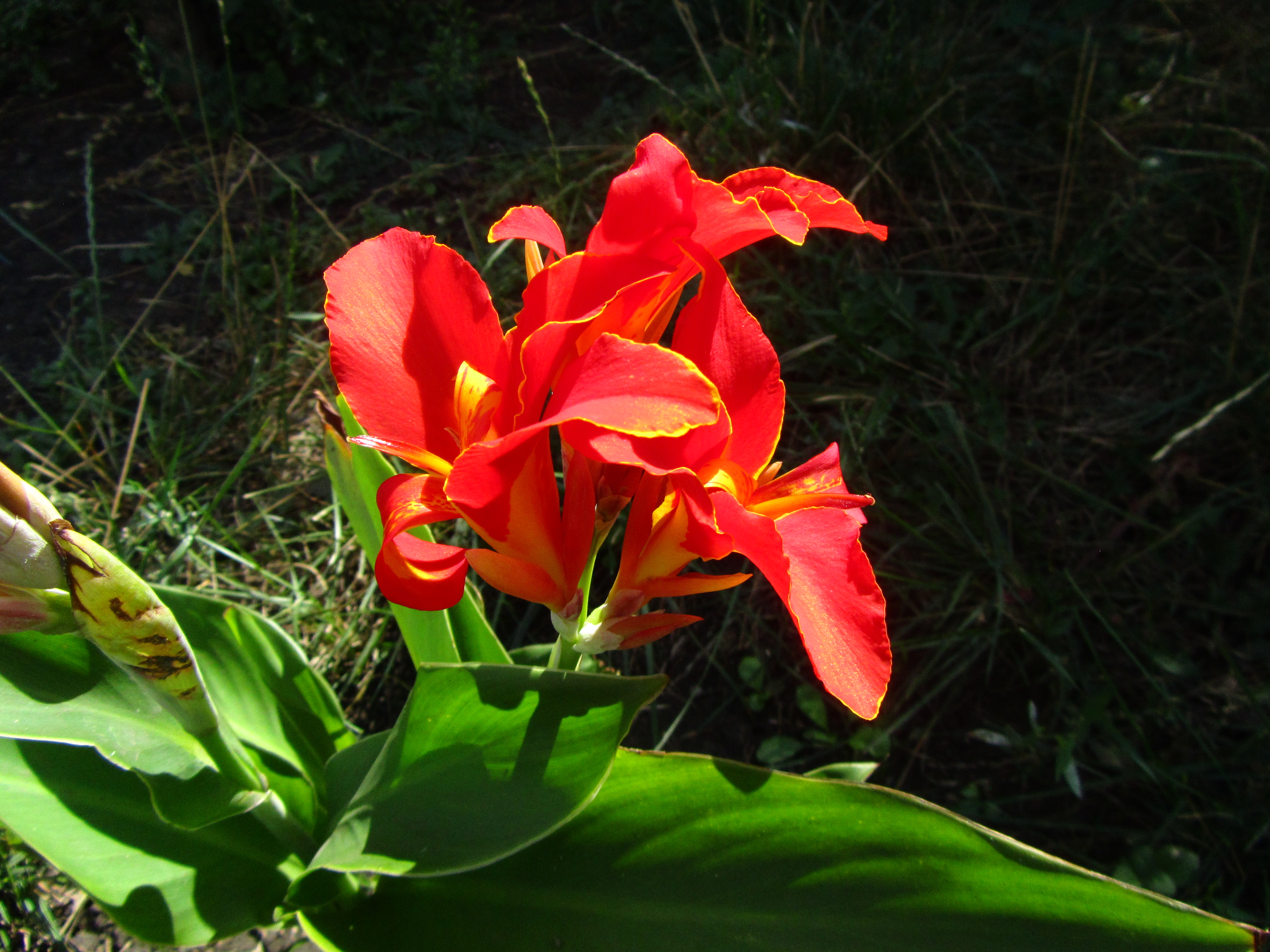 Téléchargez gratuitement l'image Fleurs, Fleur, Terre/nature sur le bureau de votre PC