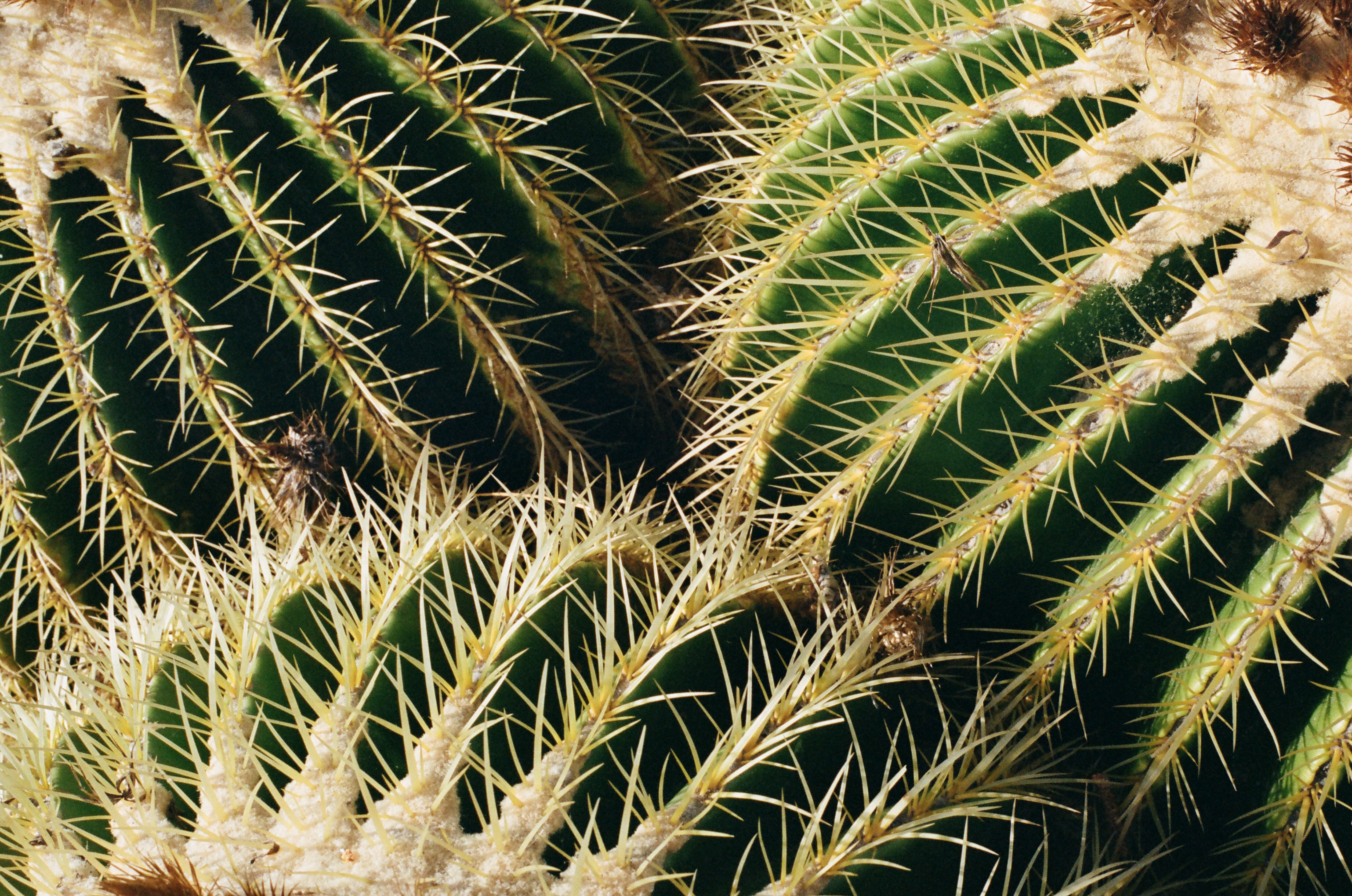 plant, macro, cactus, thorns, prickles, succulent download HD wallpaper