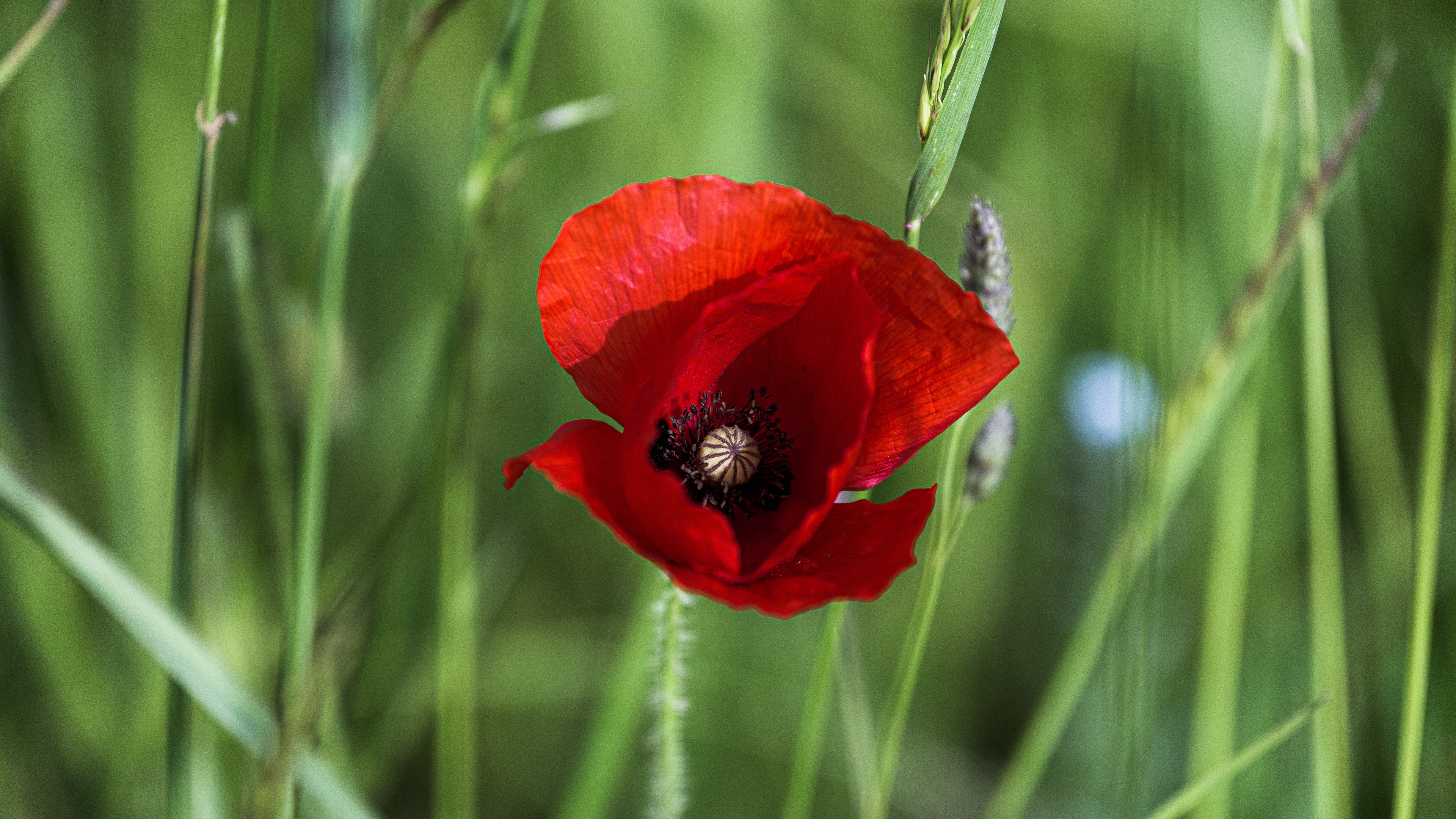 Descarga gratuita de fondo de pantalla para móvil de Flores, Flor, Amapola, Tierra/naturaleza.