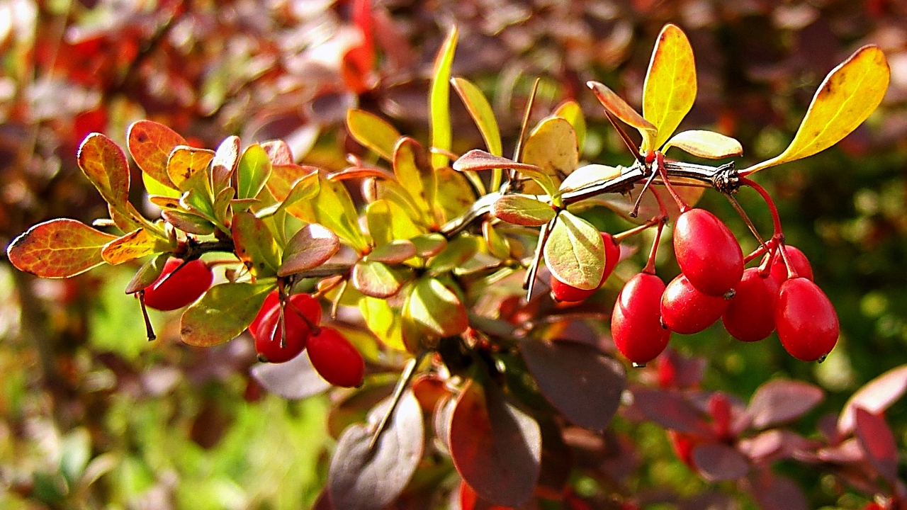 plants, leaves, berries cellphone