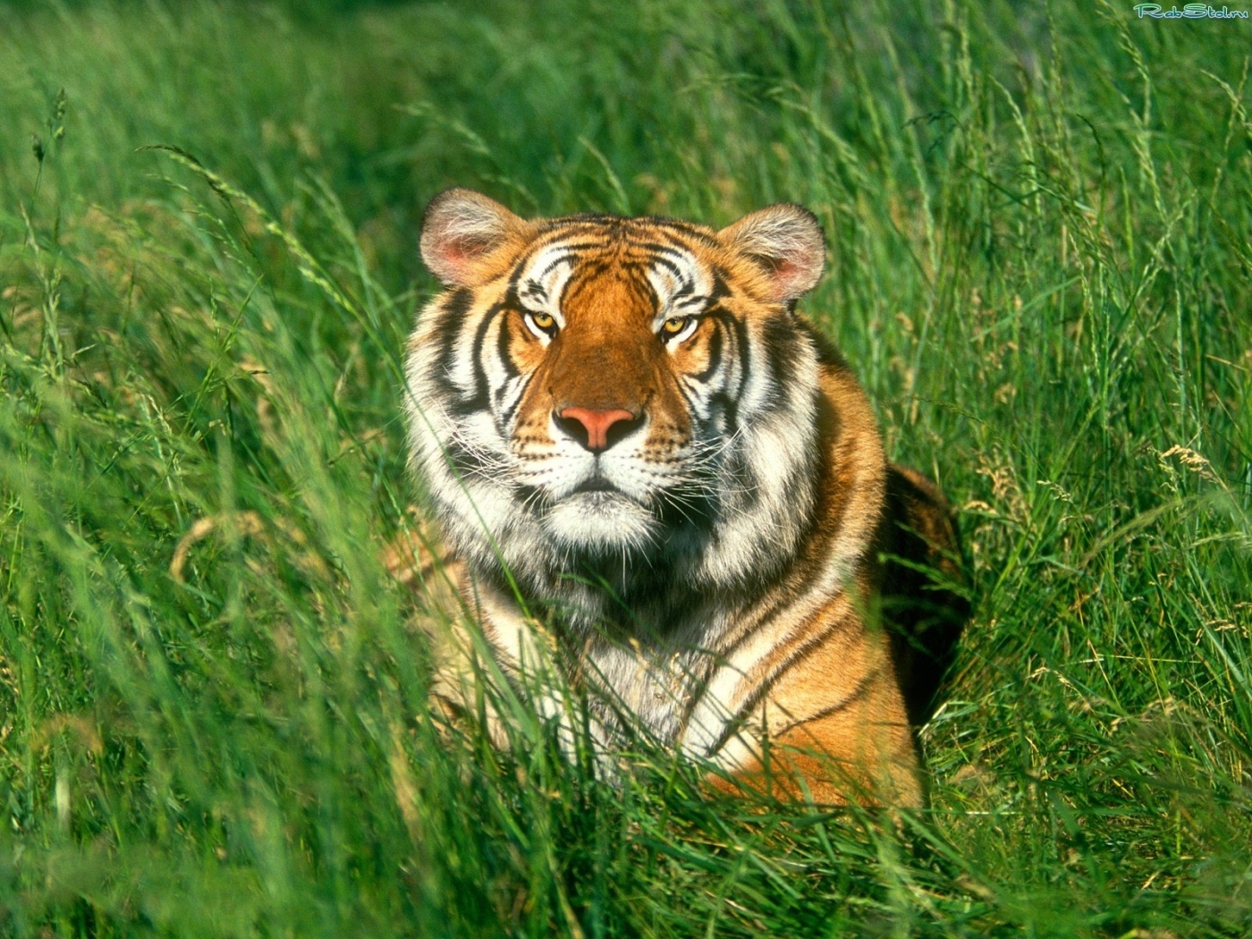 Full HD Wallpaper animals, tigers, green