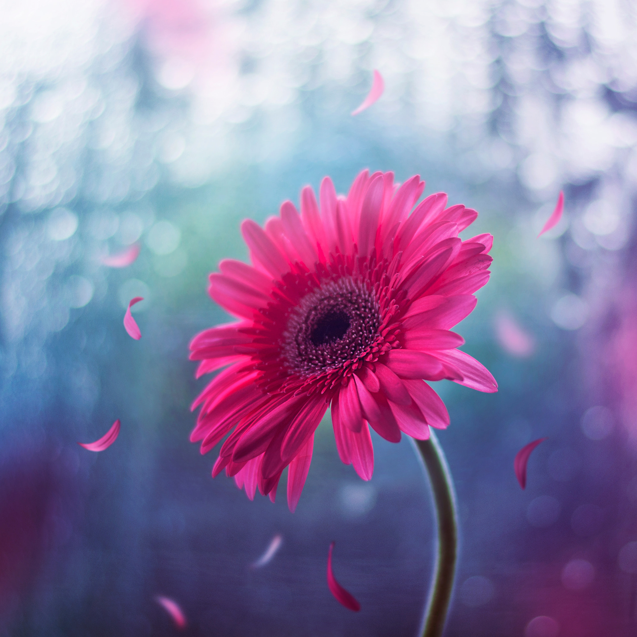 Free download wallpaper Flowers, Earth, Gerbera, Pink Flower on your PC desktop