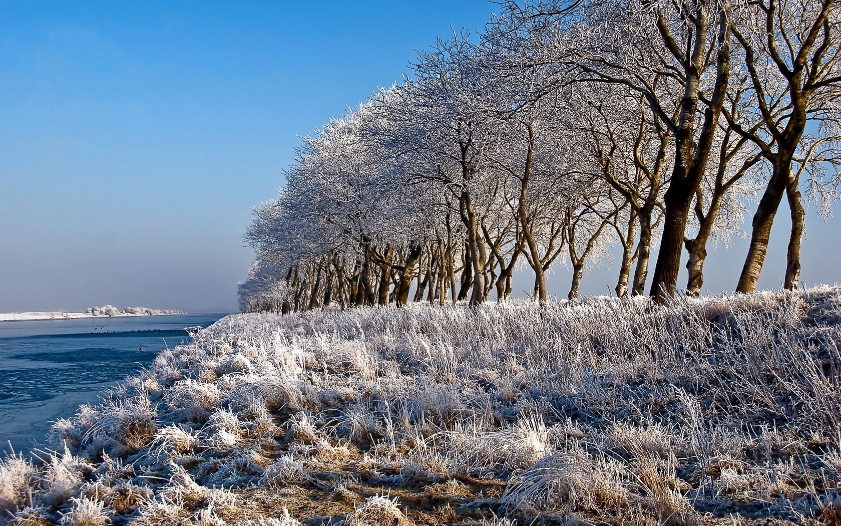 frost, nature, rivers, trees, shore, bank, hoarfrost, row