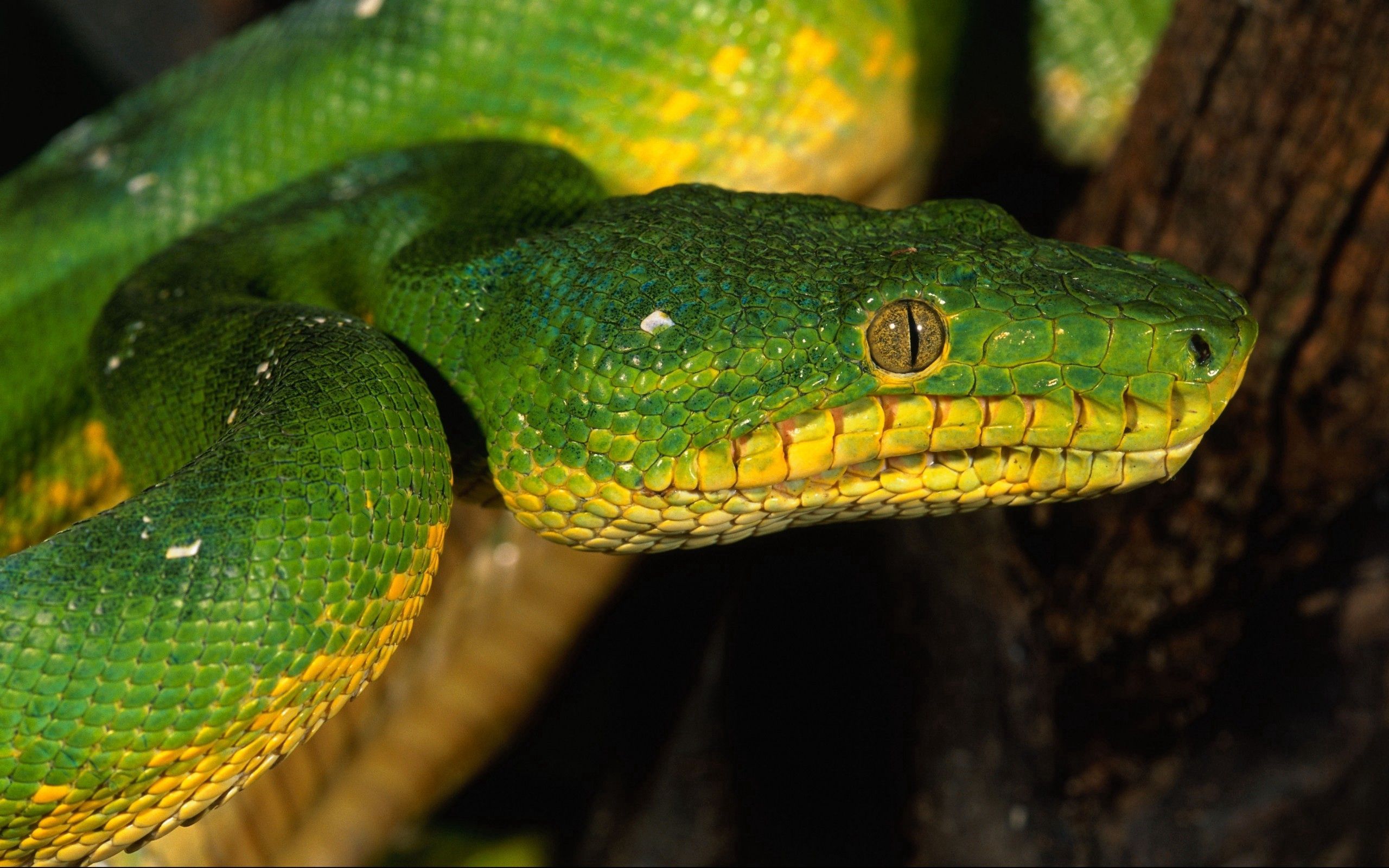 PCデスクトップに動物, 目, 色, 蛇, ヘビ画像を無料でダウンロード