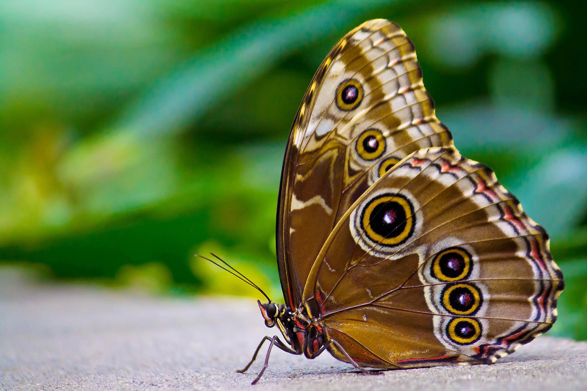 70877 скачать обои насекомое, макро, бабочка, поверхность, узоры, крылья - заставки и картинки бесплатно
