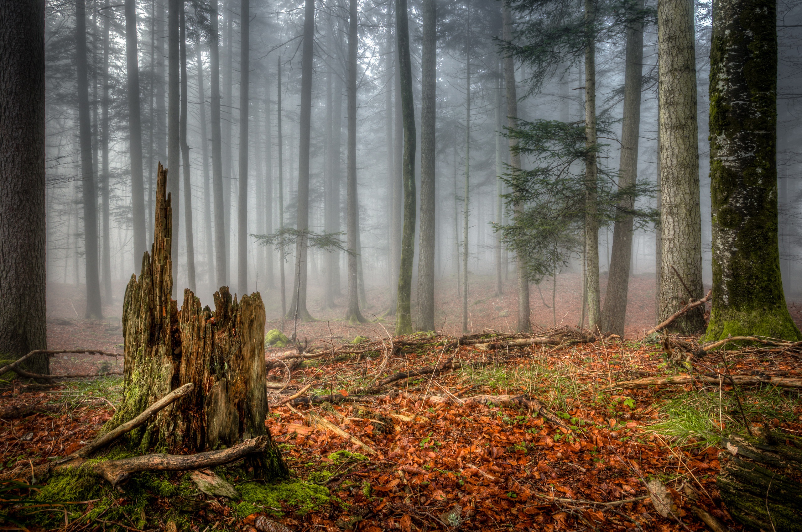 Free download wallpaper Nature, Forest, Tree, Fog, Earth on your PC desktop