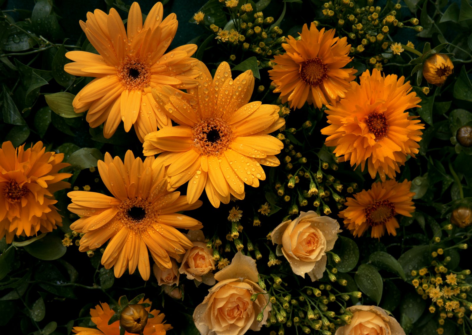 521504 Bildschirmschoner und Hintergrundbilder Blumen auf Ihrem Telefon. Laden Sie  Bilder kostenlos herunter