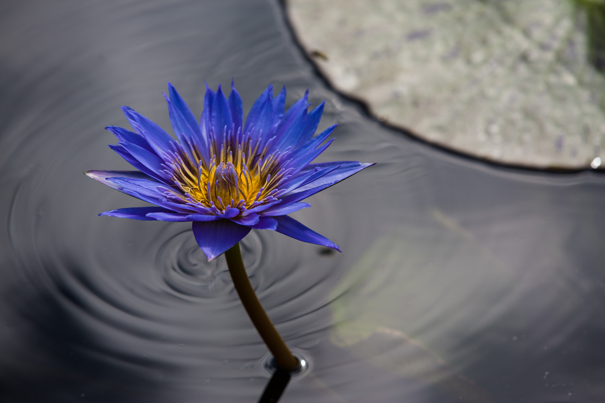 Descarga gratuita de fondo de pantalla para móvil de Naturaleza, Flores, Agua, Flor, Nenúfar, Tierra/naturaleza, Flor Azul.