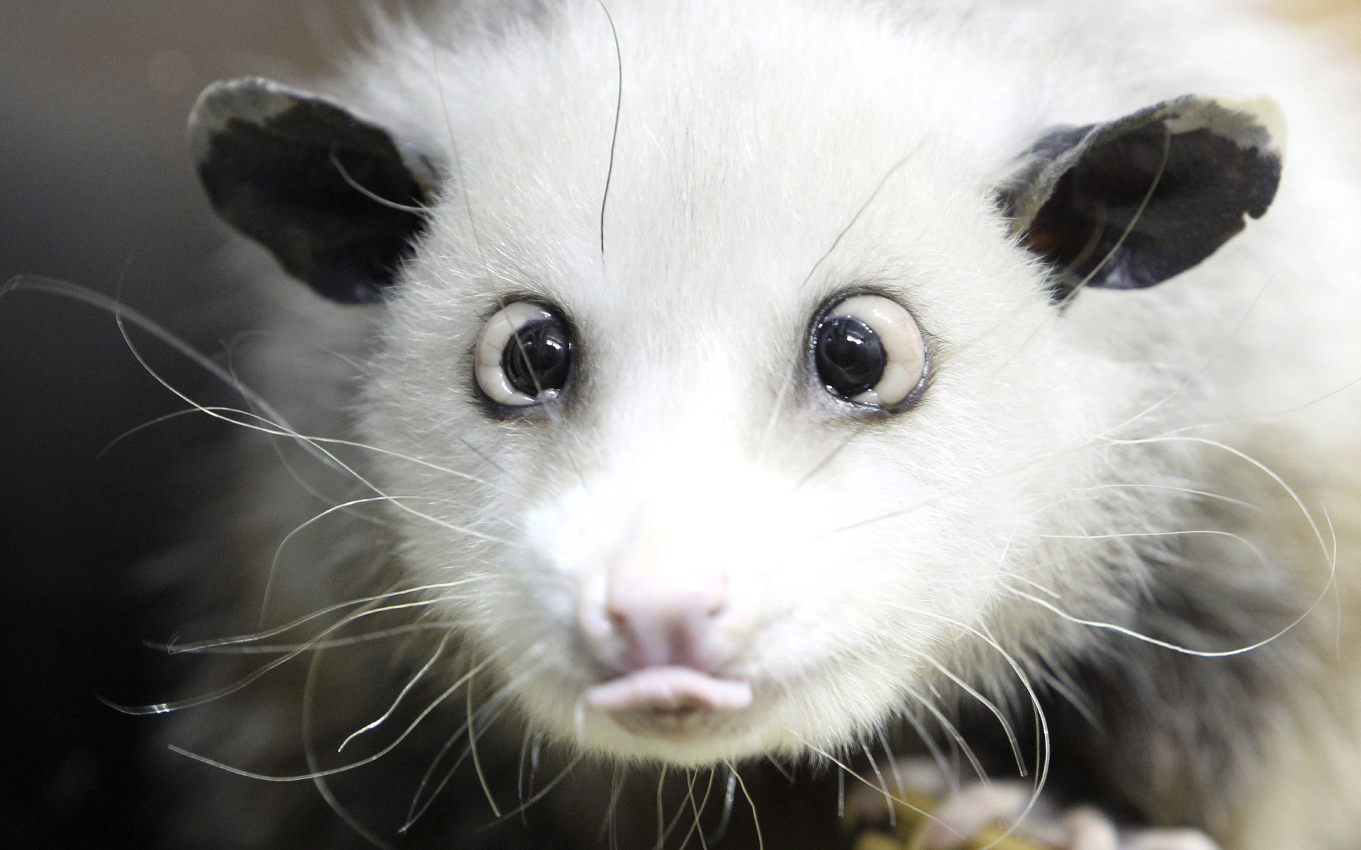 533778 télécharger le fond d'écran animaux, opossum - économiseurs d'écran et images gratuitement