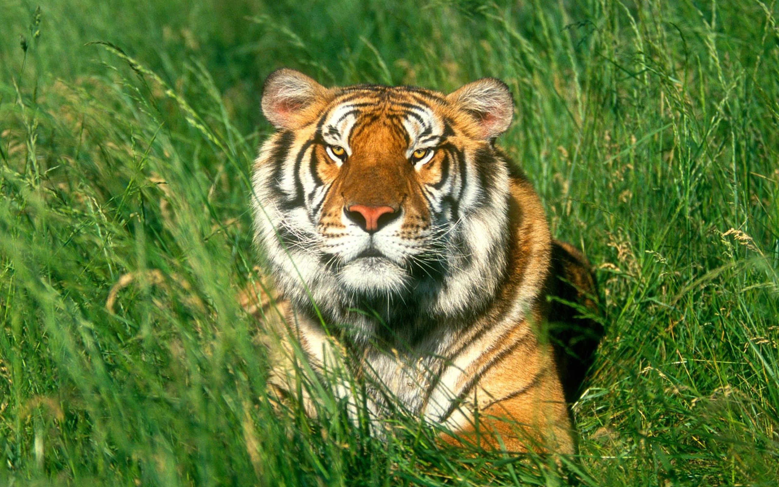 Laden Sie das Grass, Schnauze, Raubtier, Tiger, Predator, Tiere-Bild kostenlos auf Ihren PC-Desktop herunter