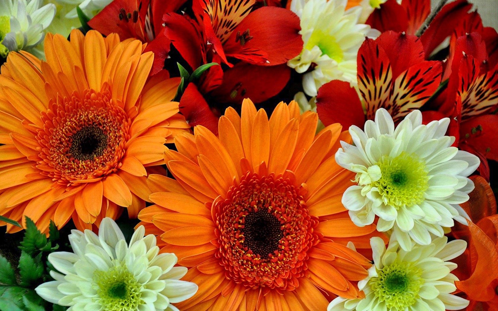 Laden Sie das Blumen, Gerbera, Blume, Farben, Bunt, Lilie, Weiße Blume, Rote Blume, Erde/natur, Orangene Blume-Bild kostenlos auf Ihren PC-Desktop herunter