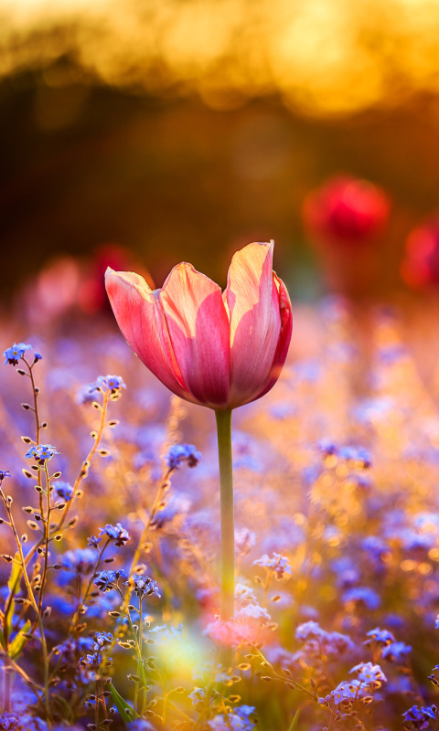 Download mobile wallpaper Flowers, Flower, Earth, Spring, Bokeh, Tulip, Sunny, Red Flower, Blue Flower for free.