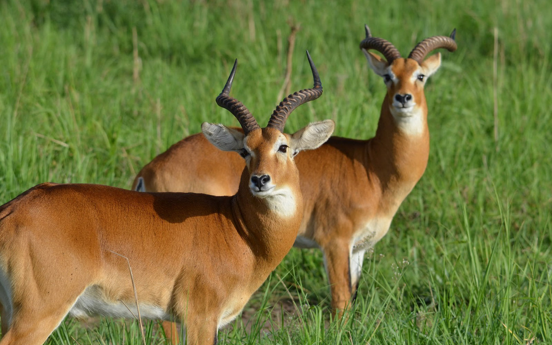 561893壁紙のダウンロード動物, アンテロープ, ウガンダのコブ-スクリーンセーバーと写真を無料で