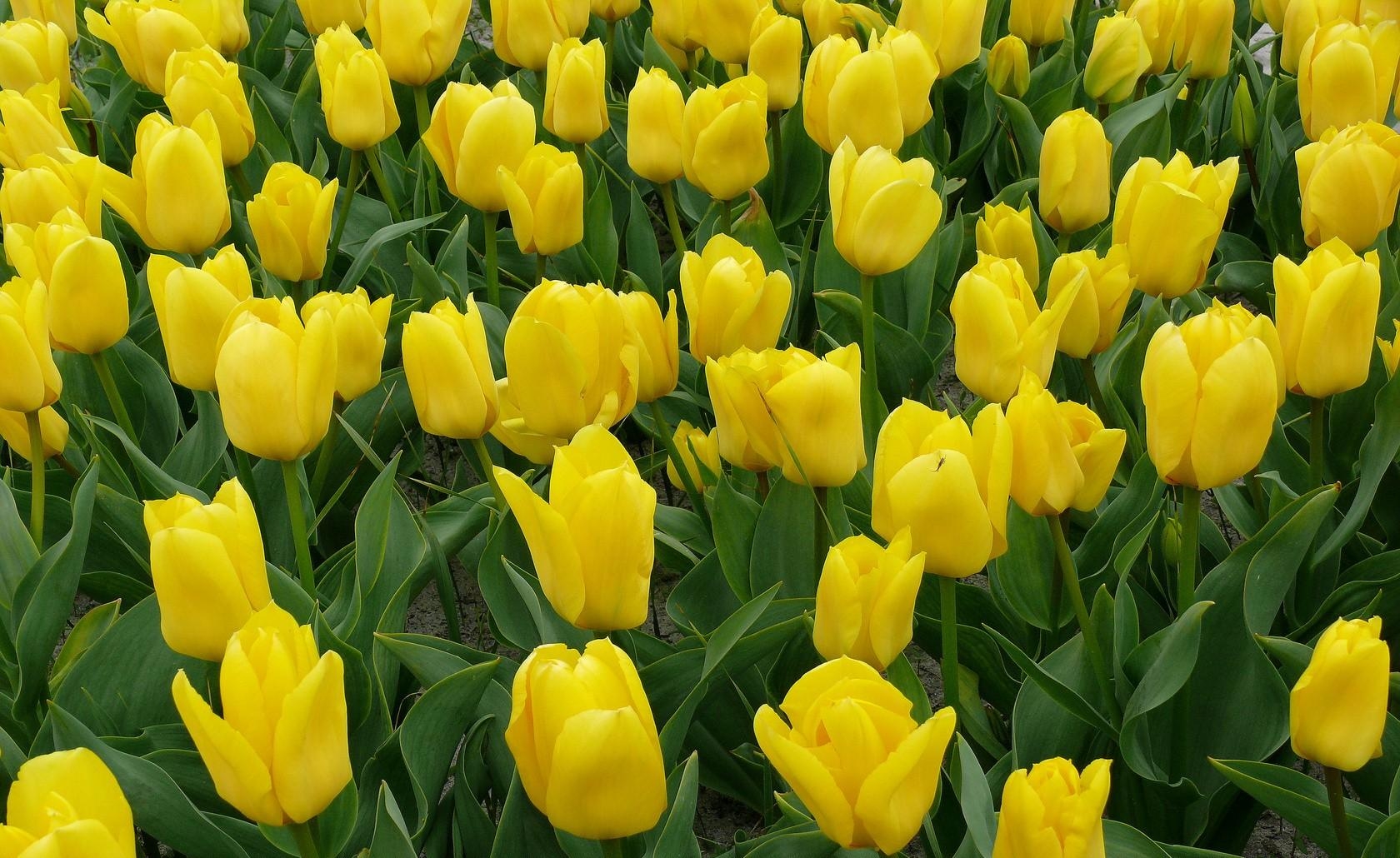 62792 descargar imagen tulipanes, flores, amarillo, cama de flores, parterre: fondos de pantalla y protectores de pantalla gratis