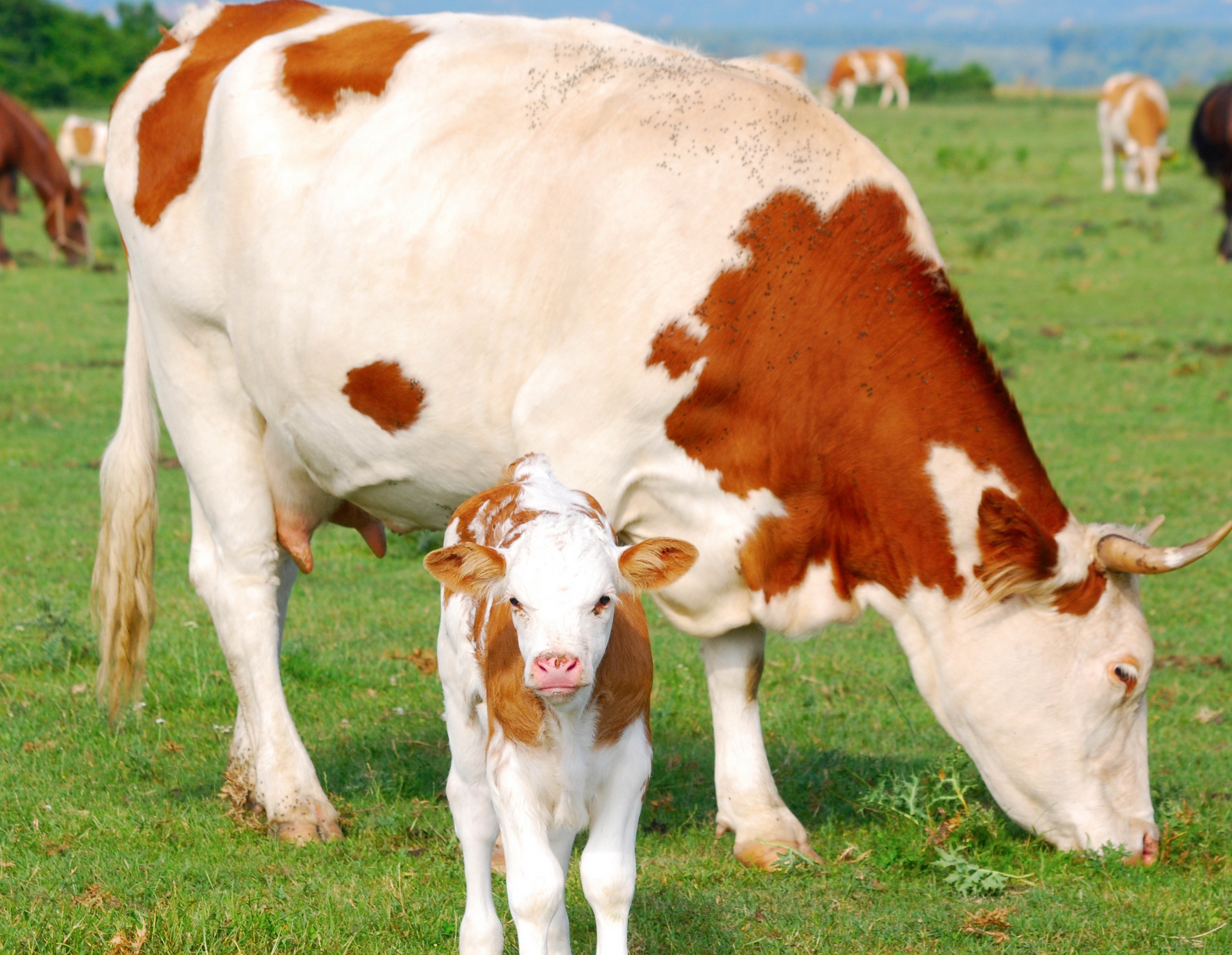 cow, animals, calf, pasture