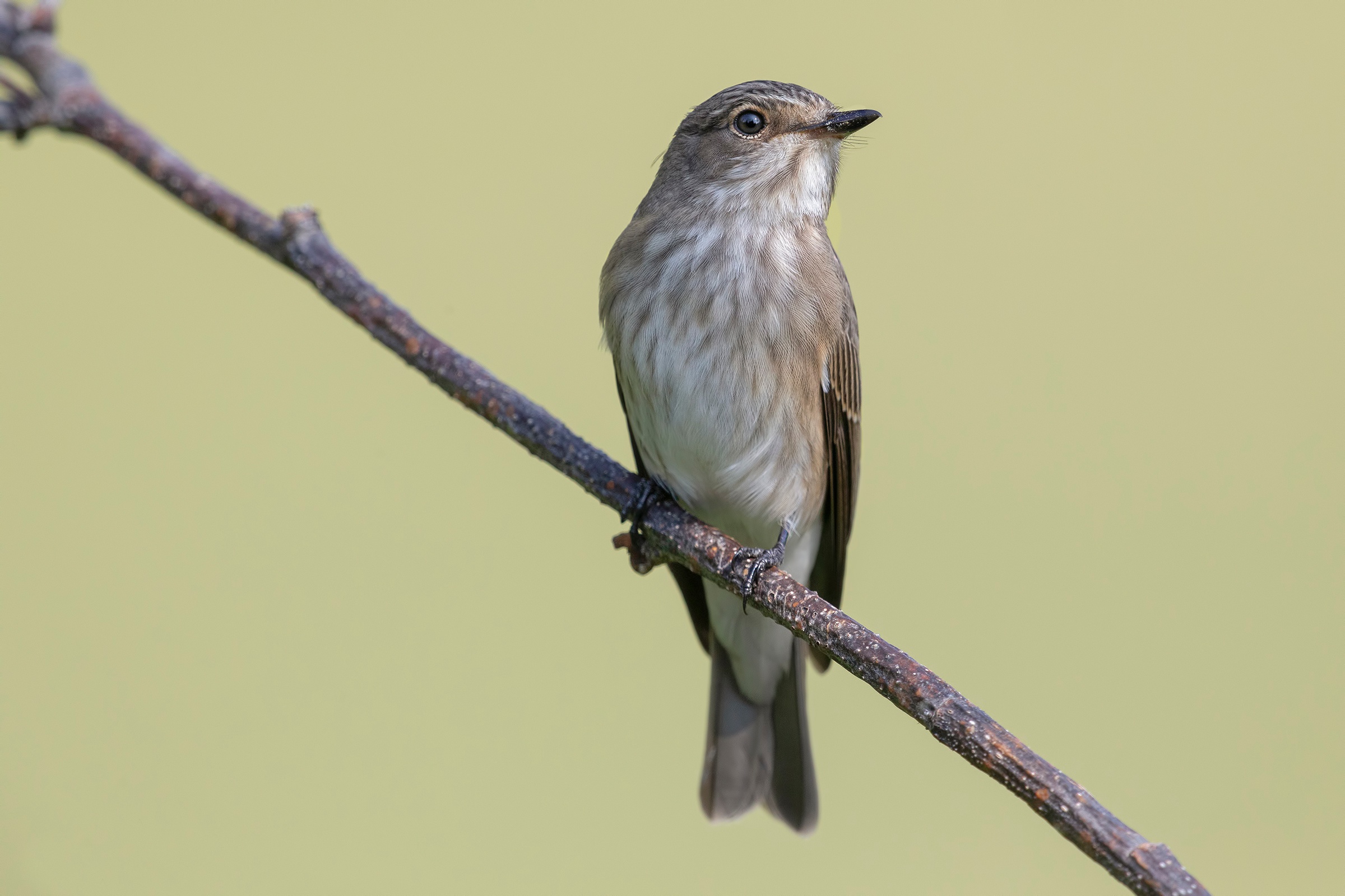Download mobile wallpaper Birds, Animal, Flycatcher for free.