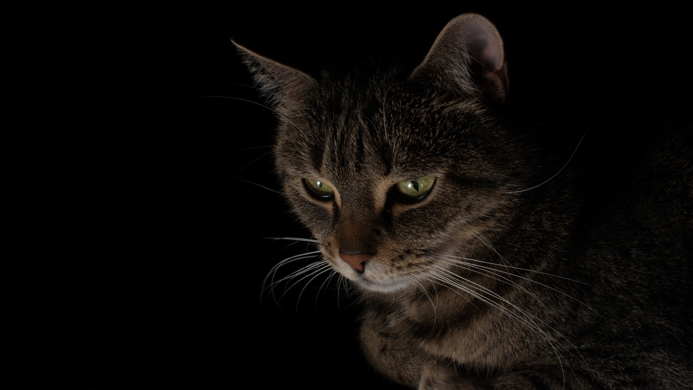 PCデスクトップに動物, 暗い, ネコ, 猫画像を無料でダウンロード