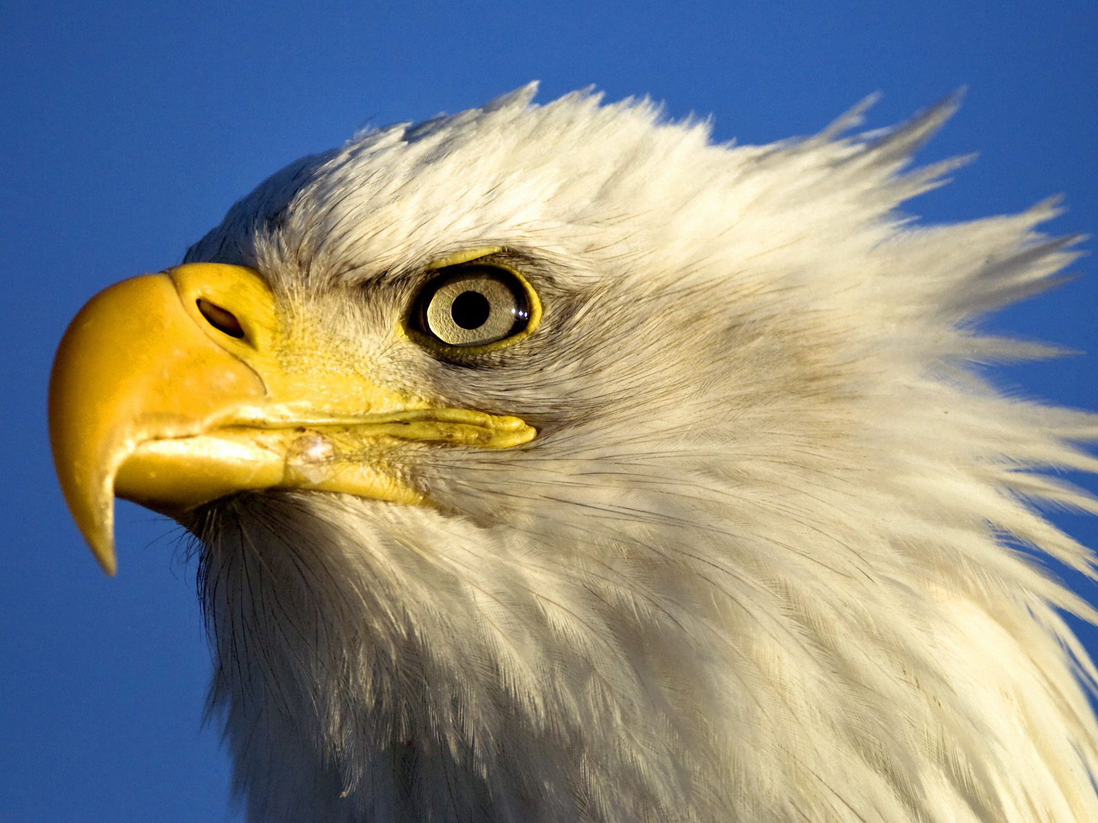 Download mobile wallpaper Eagle, Birds, Animal for free.