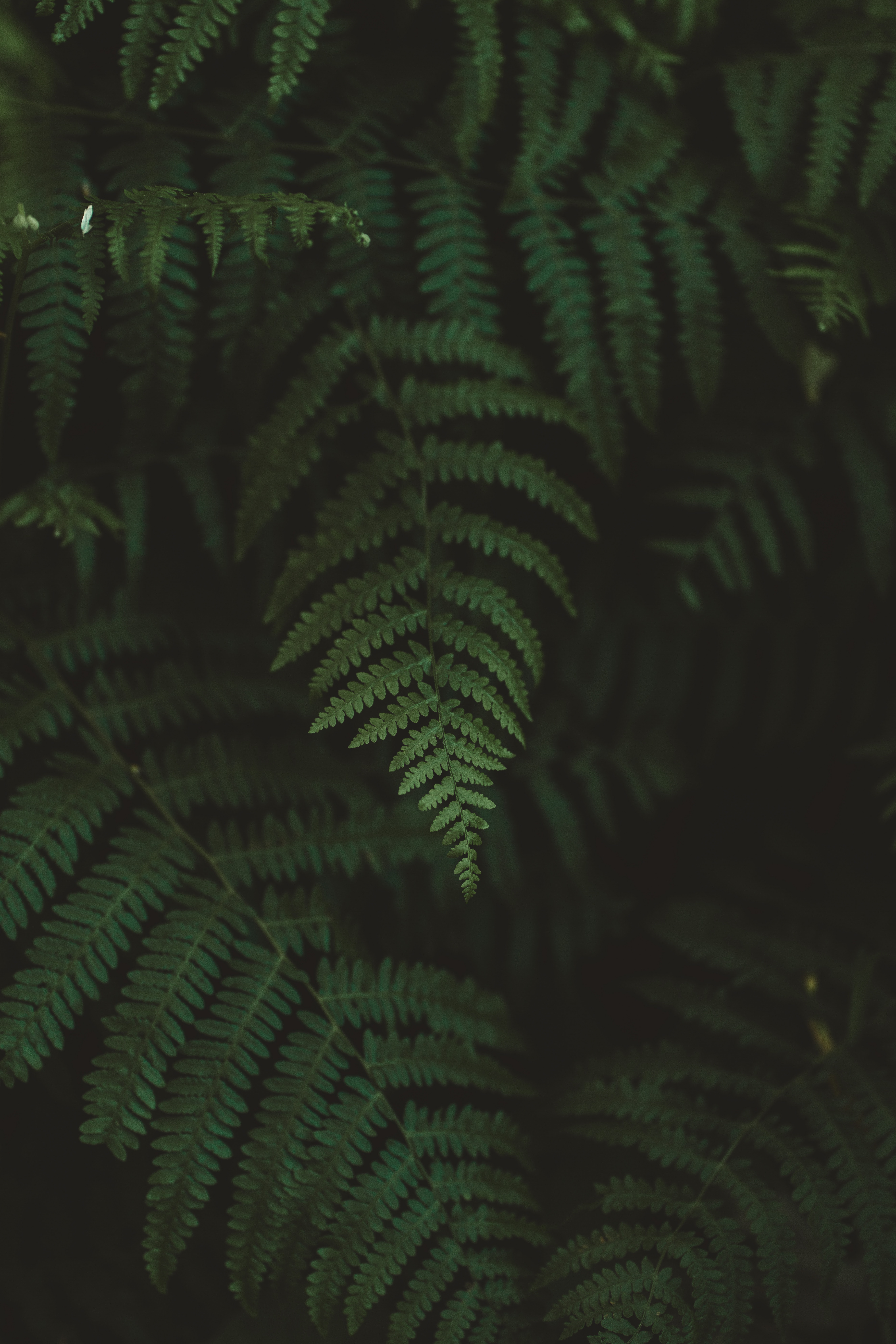 Wallpaper Full HD nature, fern, leaves, macro, blur, smooth
