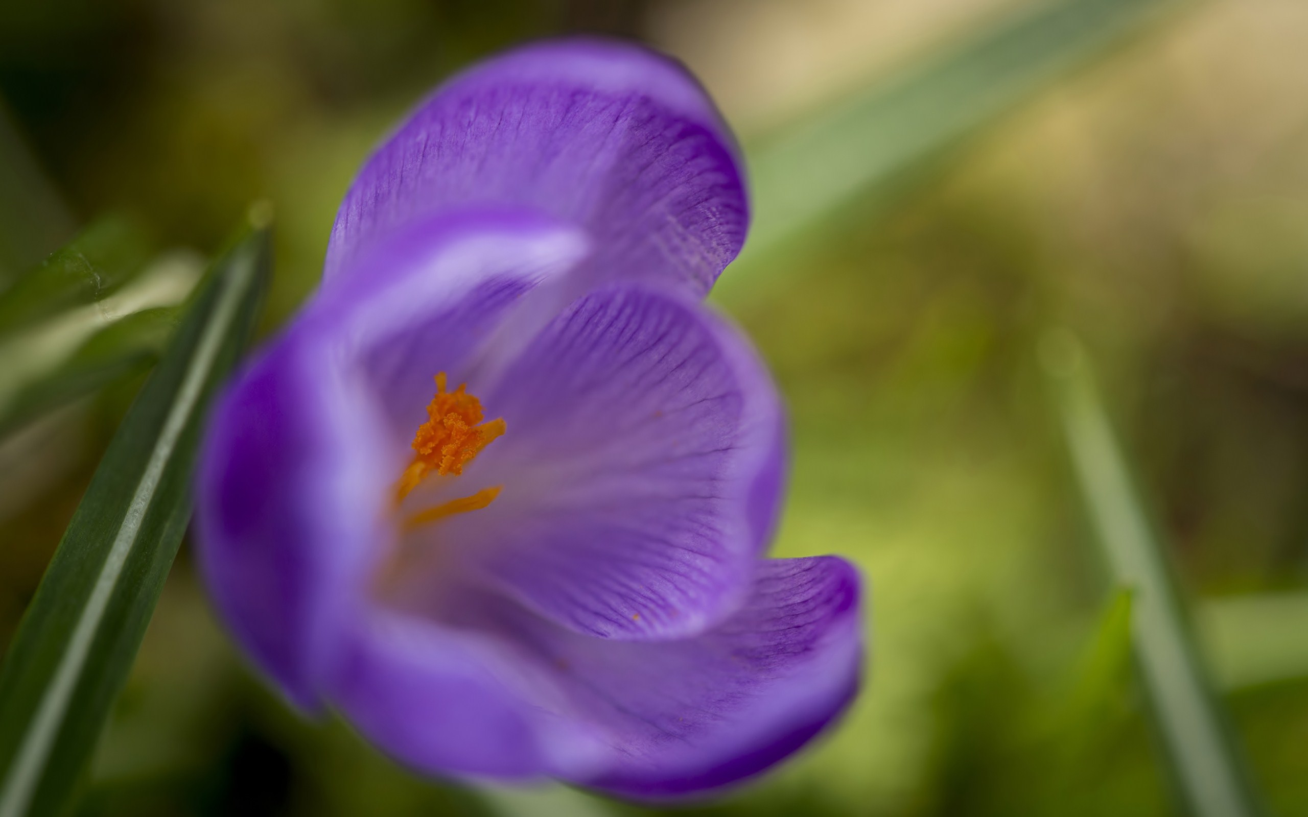 Descarga gratuita de fondo de pantalla para móvil de Flores, Flor, Tierra/naturaleza.