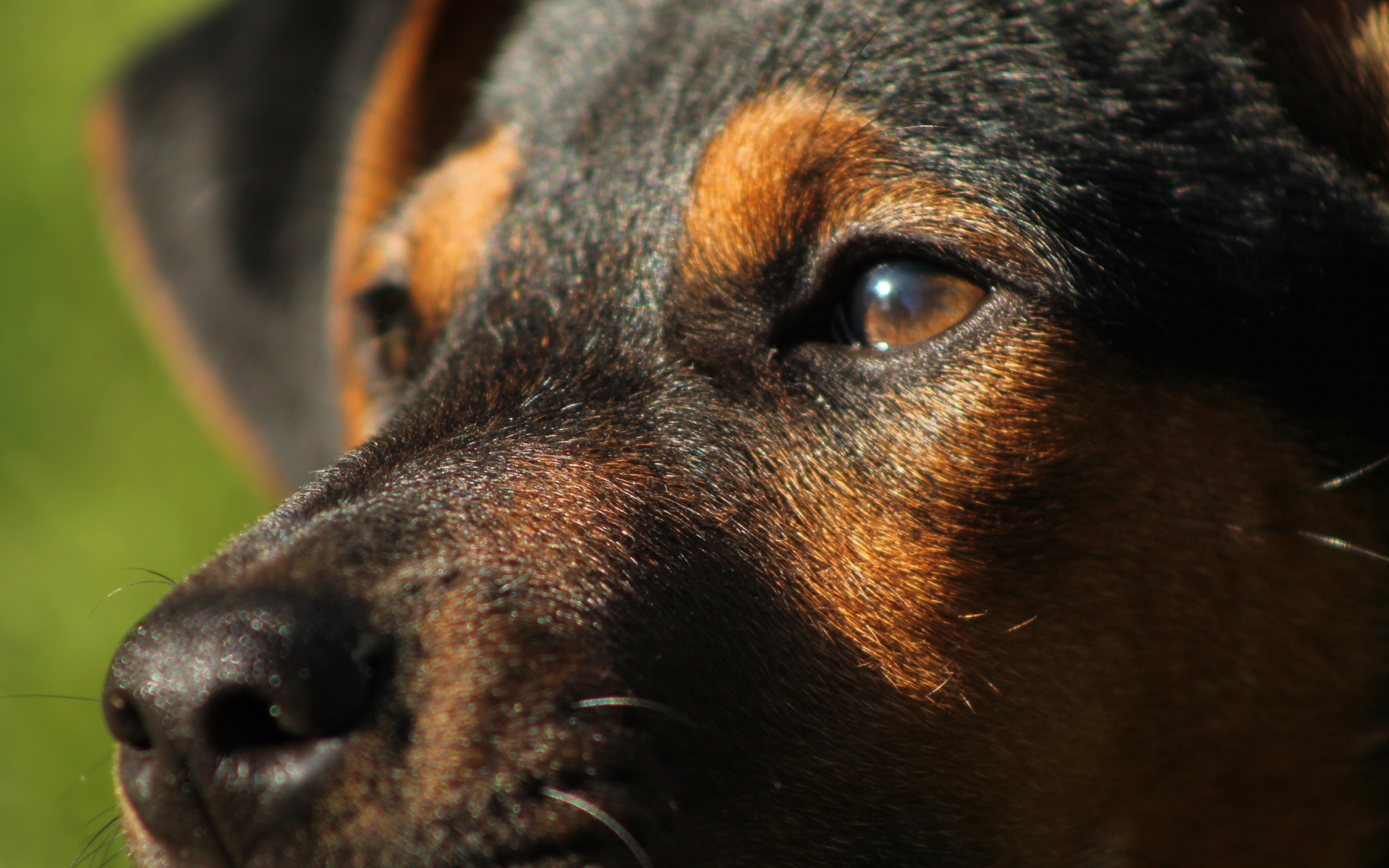 Baixar papel de parede para celular de Animais, Cães, Cão gratuito.