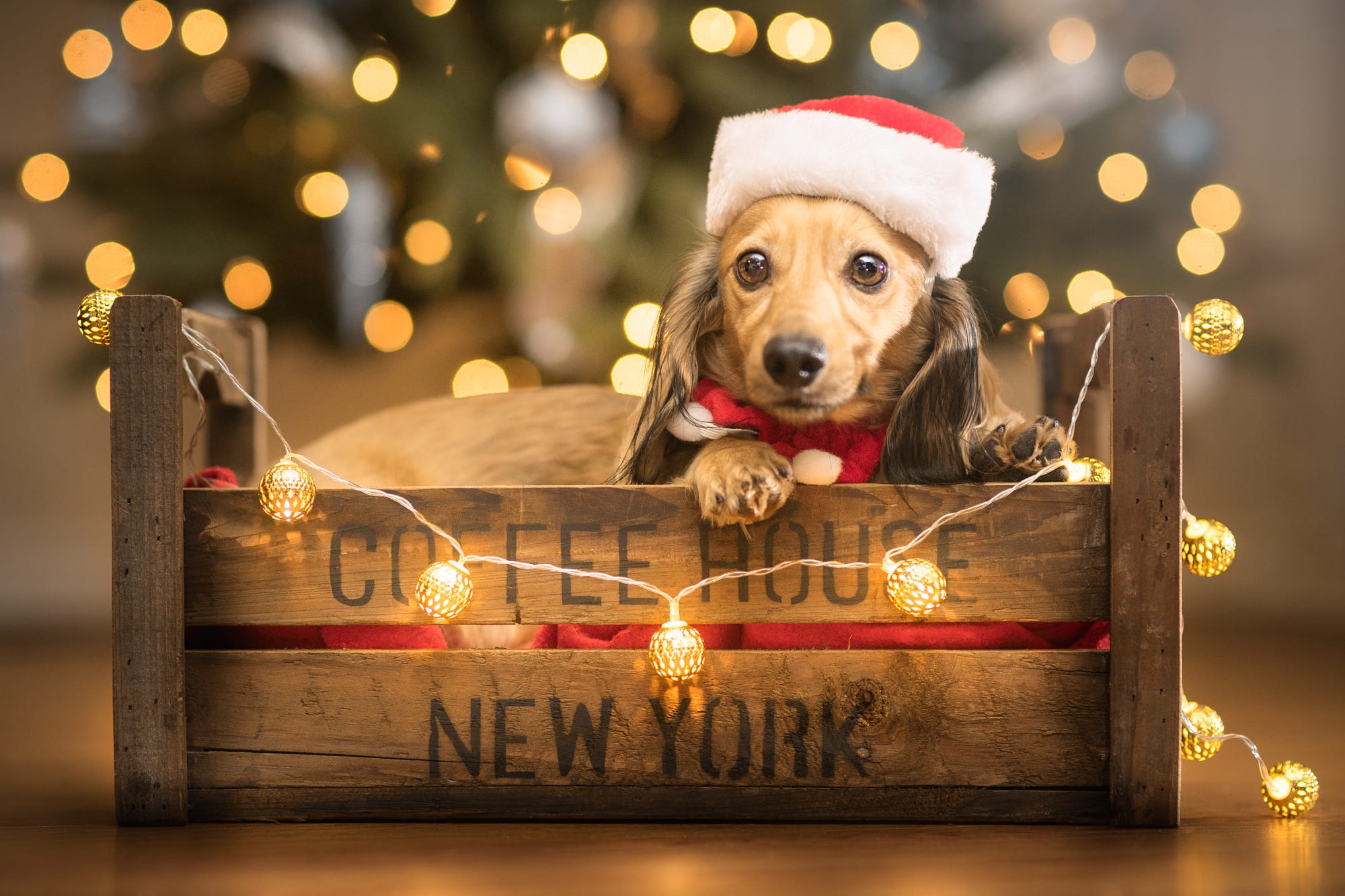 Handy-Wallpaper Tiere, Hunde, Hund, Welpen, Dackel, Tierbaby, Weihnachtsbeleuchtung kostenlos herunterladen.
