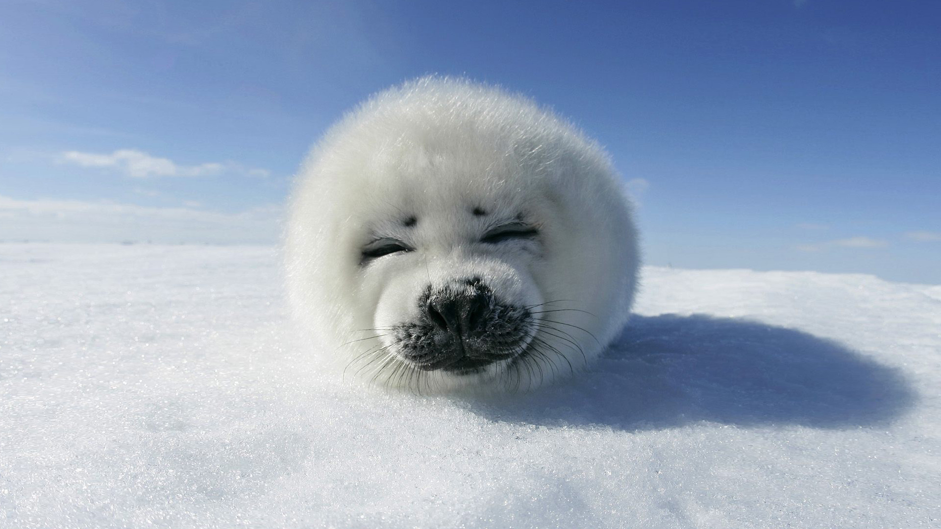 1521150 descargar fondo de pantalla foca arpa, foca, hielo, animales, focas: protectores de pantalla e imágenes gratis