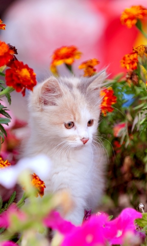 無料モバイル壁紙動物, 花, ネコ, 猫, 子猫, 春, マリーゴールドをダウンロードします。