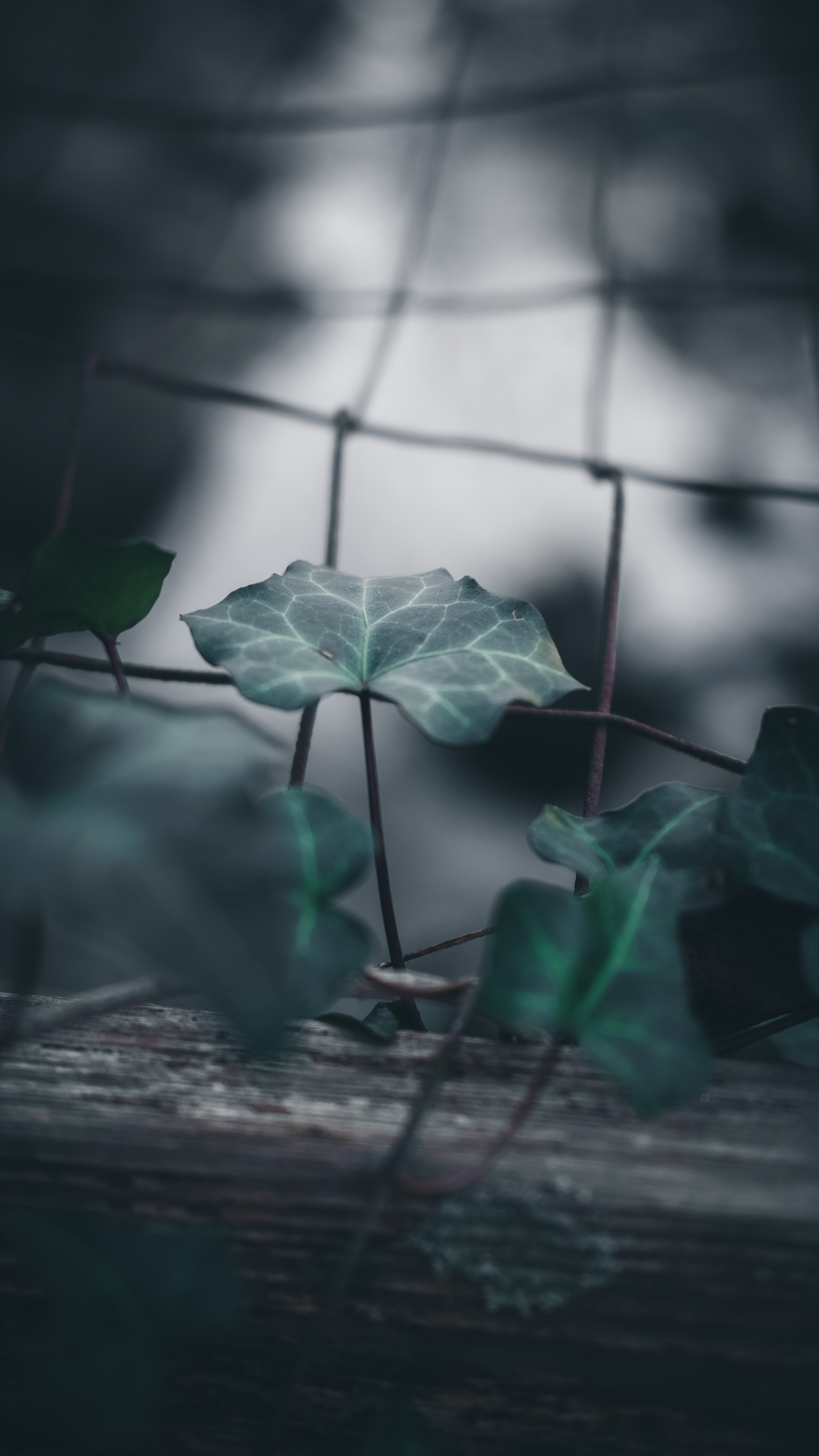 sheet, smooth, macro, blur, grid, leaf, fence
