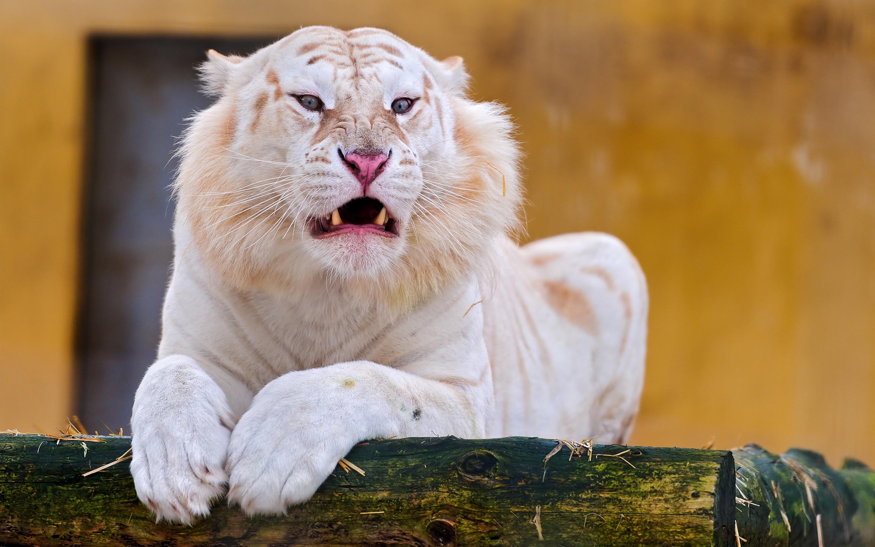 Laden Sie das Tiere, Katzen, Weißer Tiger-Bild kostenlos auf Ihren PC-Desktop herunter